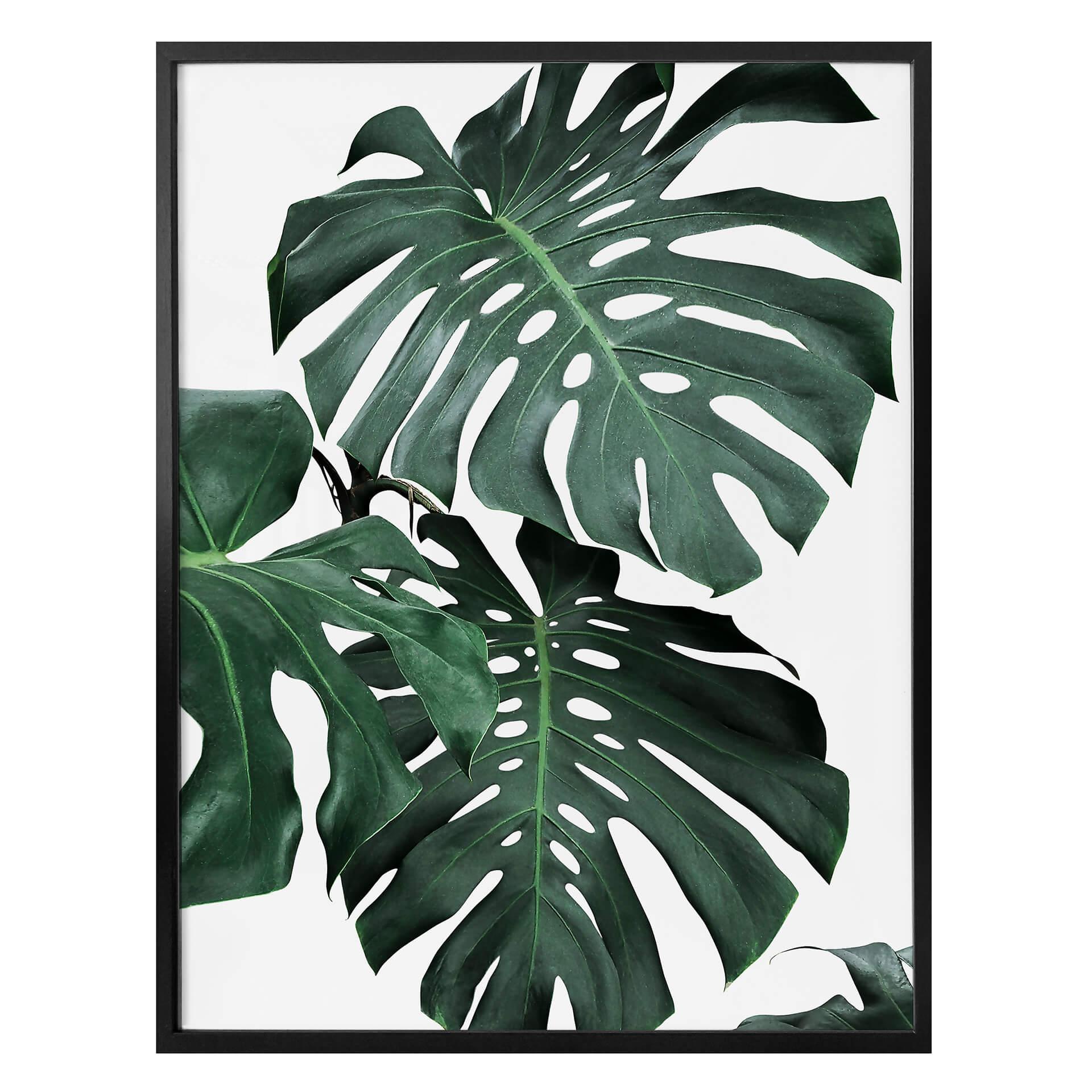 Plakat - Sisi & Seb - Monstera
