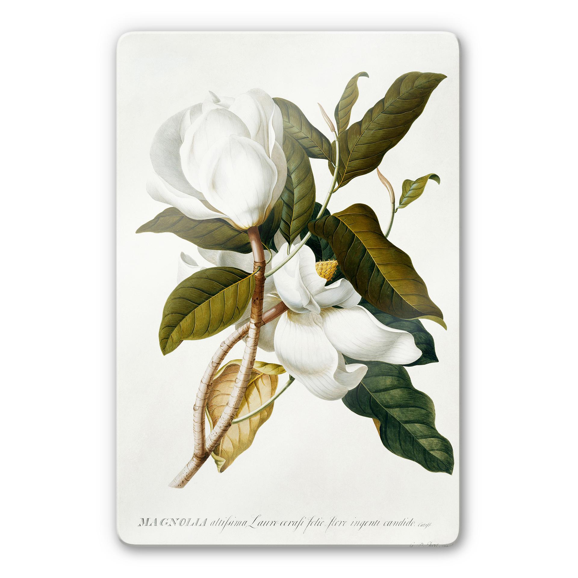 Tableau en verre - Ehret - Magnolia