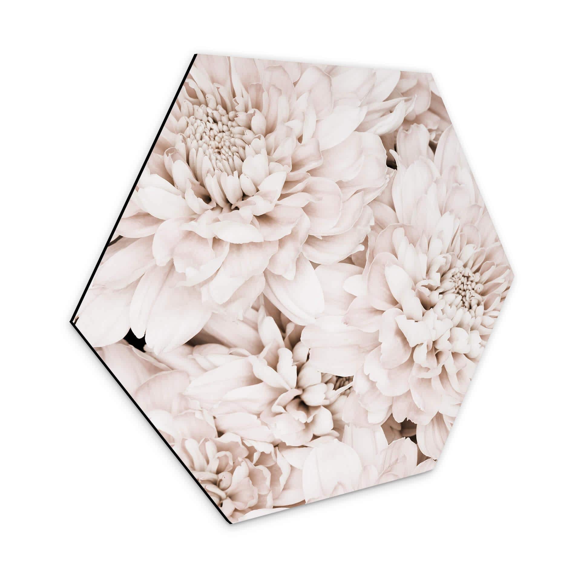 Hexagone - Alu-Dibond 1X Studio - Reine marguerite abricot