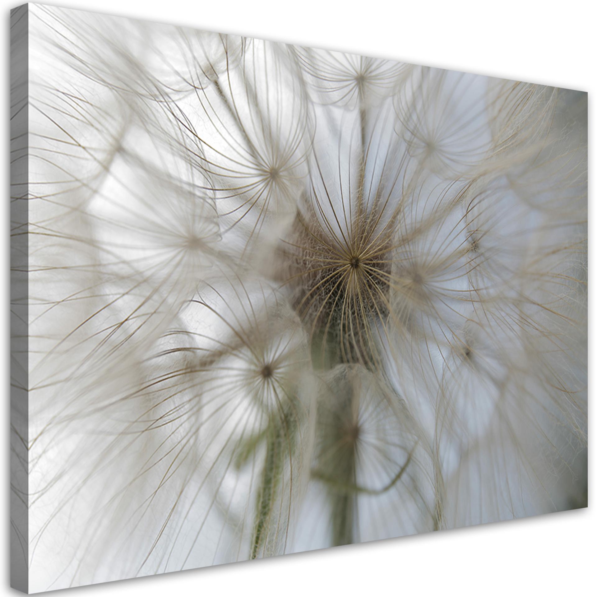 Canvasbillede, Mælkebøtteplanter natur