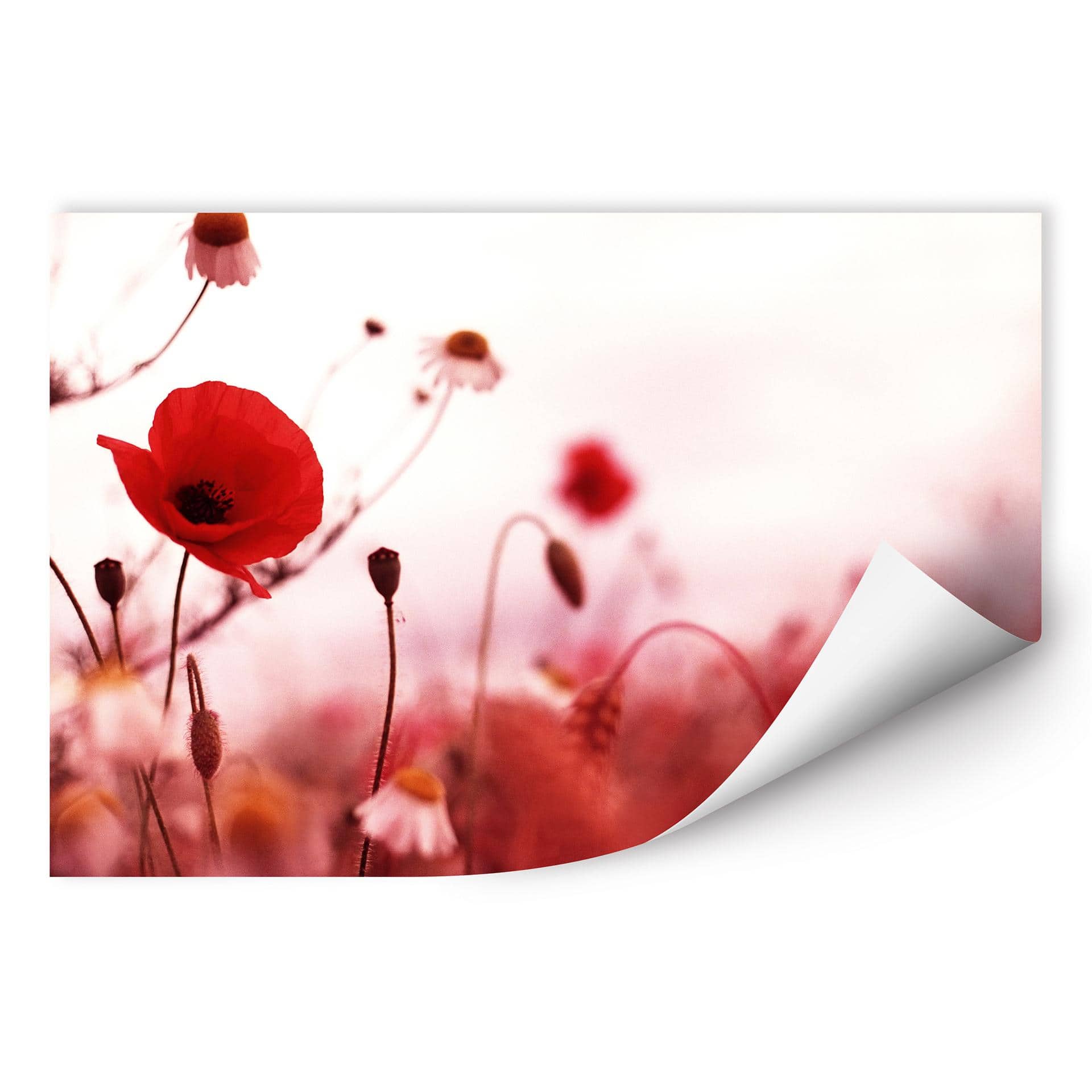 Zelfklevende Poster Poppy Impressions