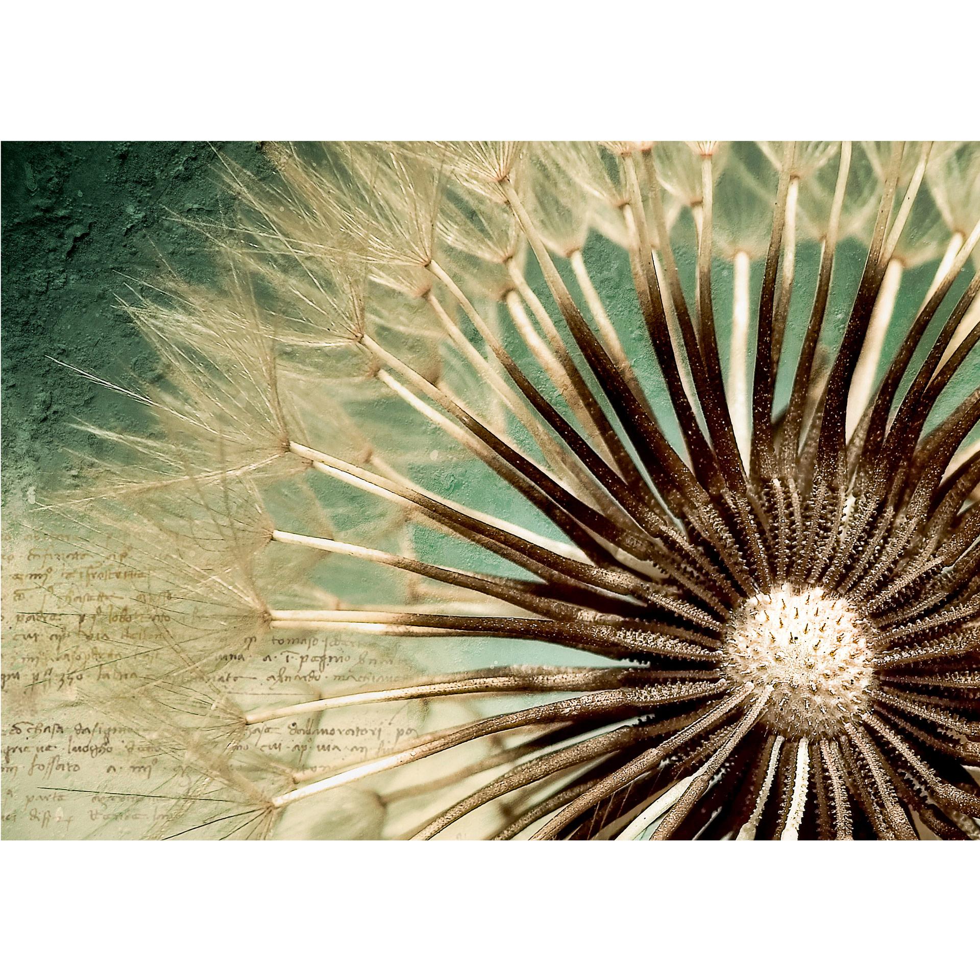 Fotobehang Paardebloemen Poezie