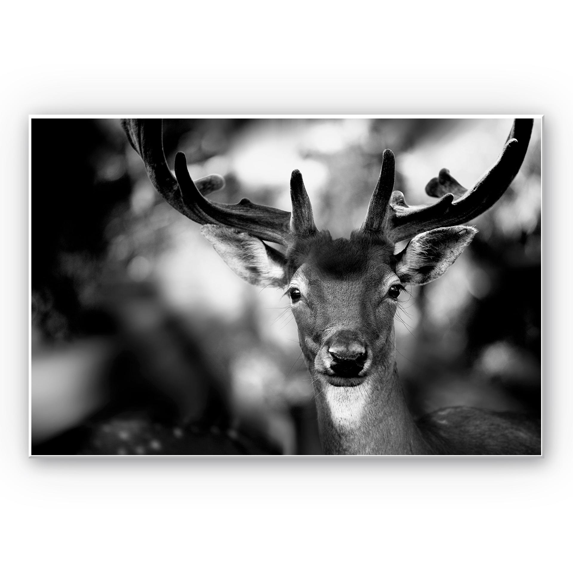 Tableau Forex - Sandra - Jeune cerf