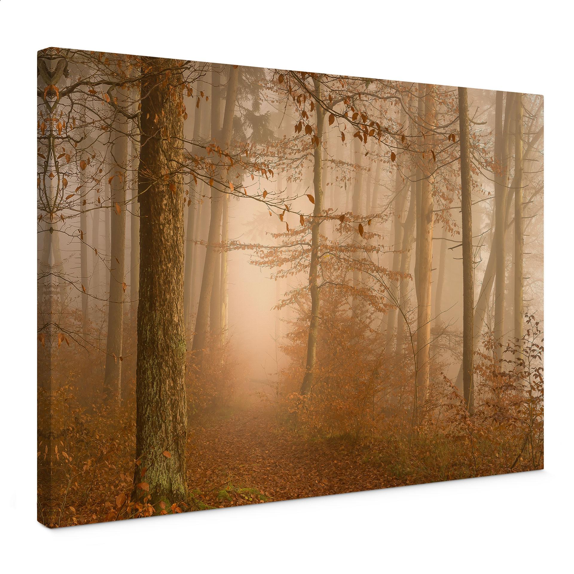 Canvasbillede dis og lys i en efterårsskov - Maier