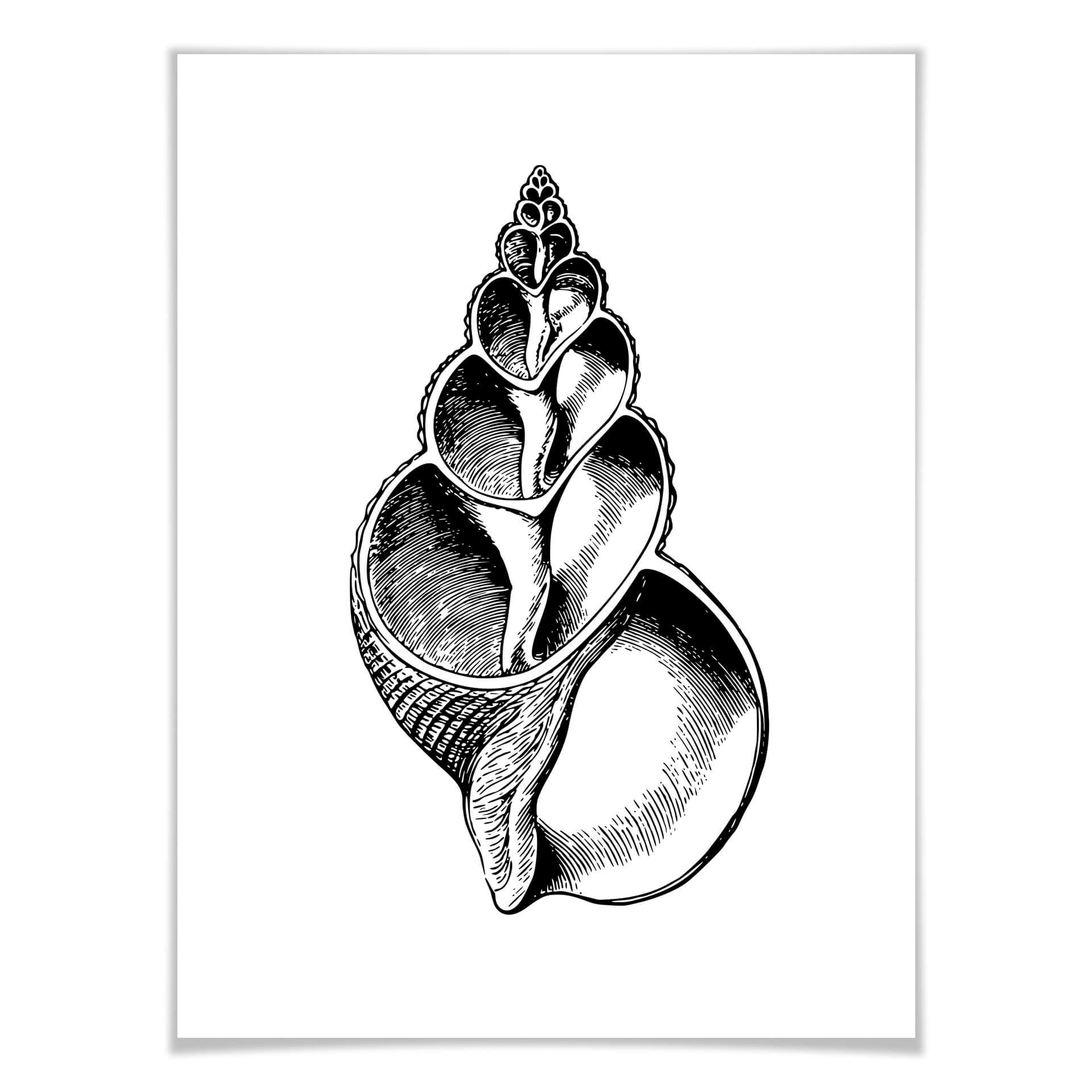 Plakat Seashell 01
