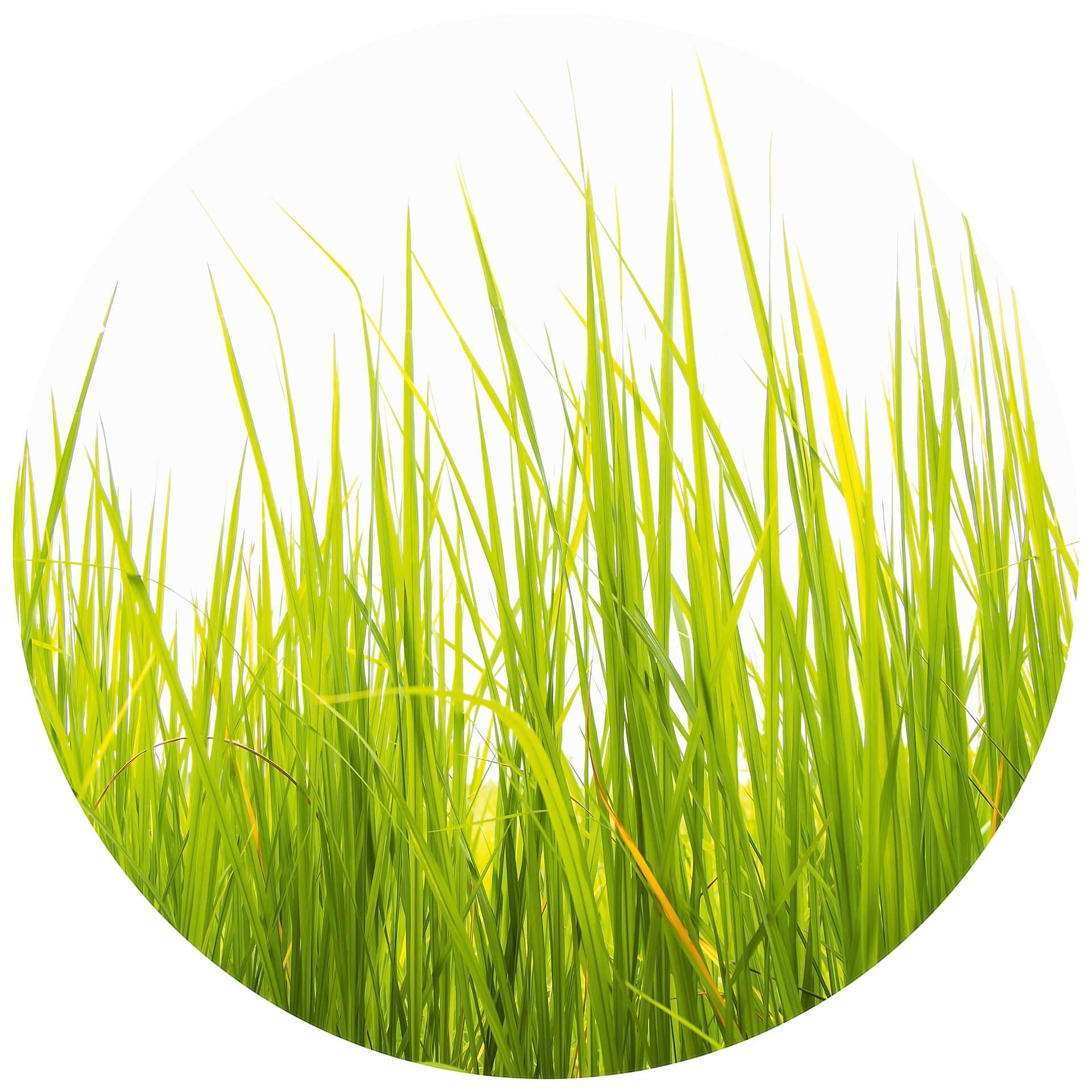 Behangcirkel High Grass - vliesbehang/zelfklevend vliesbehang