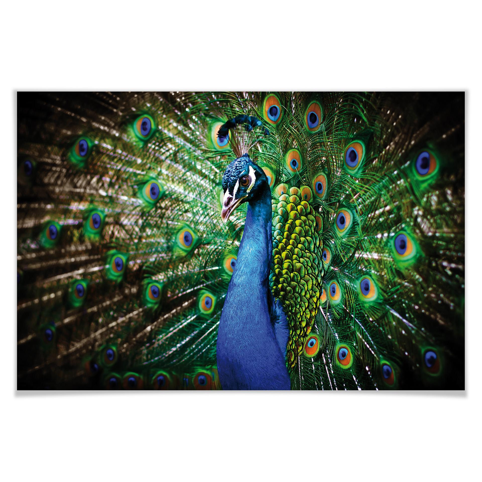 Poster - beautiful Peacock
