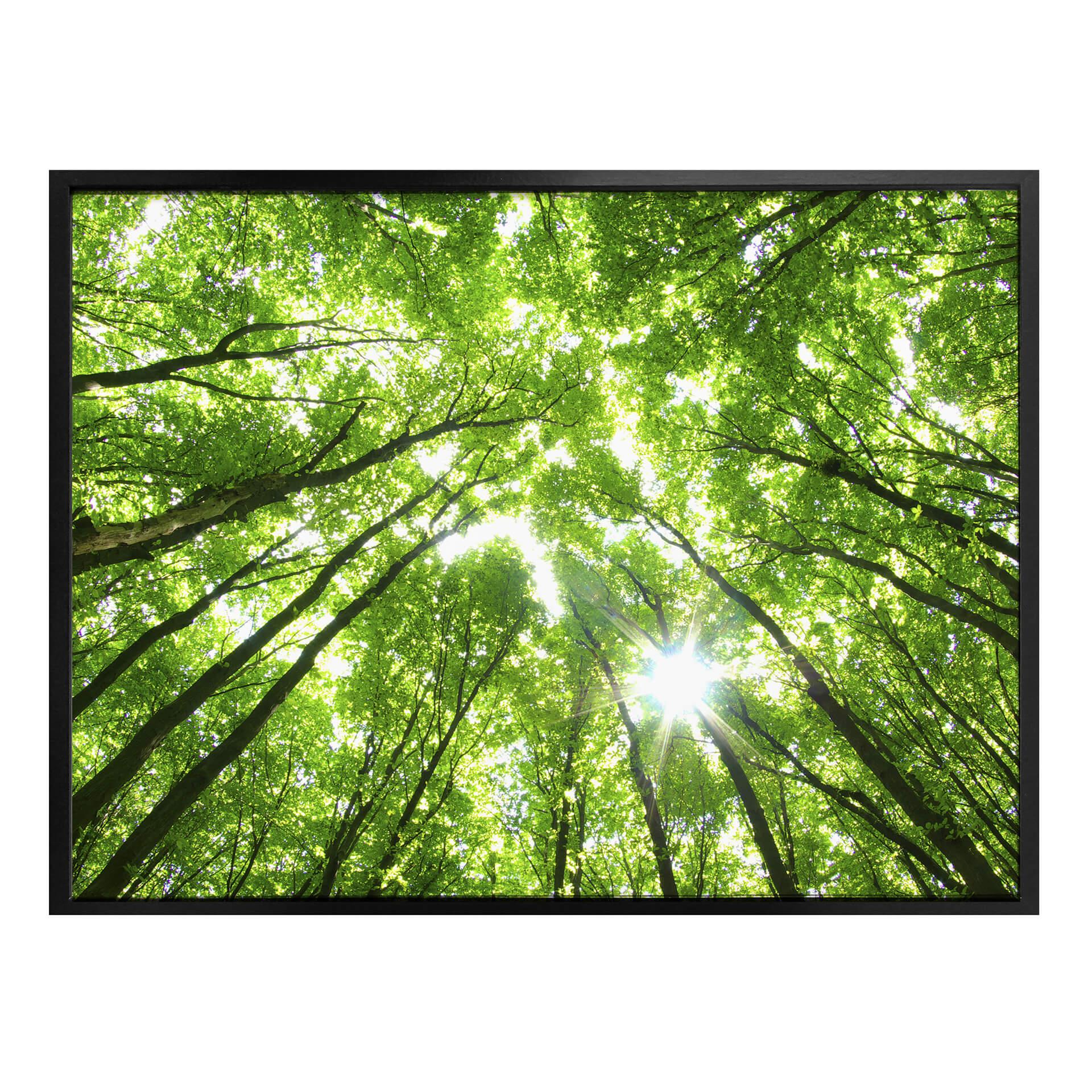 Póster Copas de los árboles en el bosque
