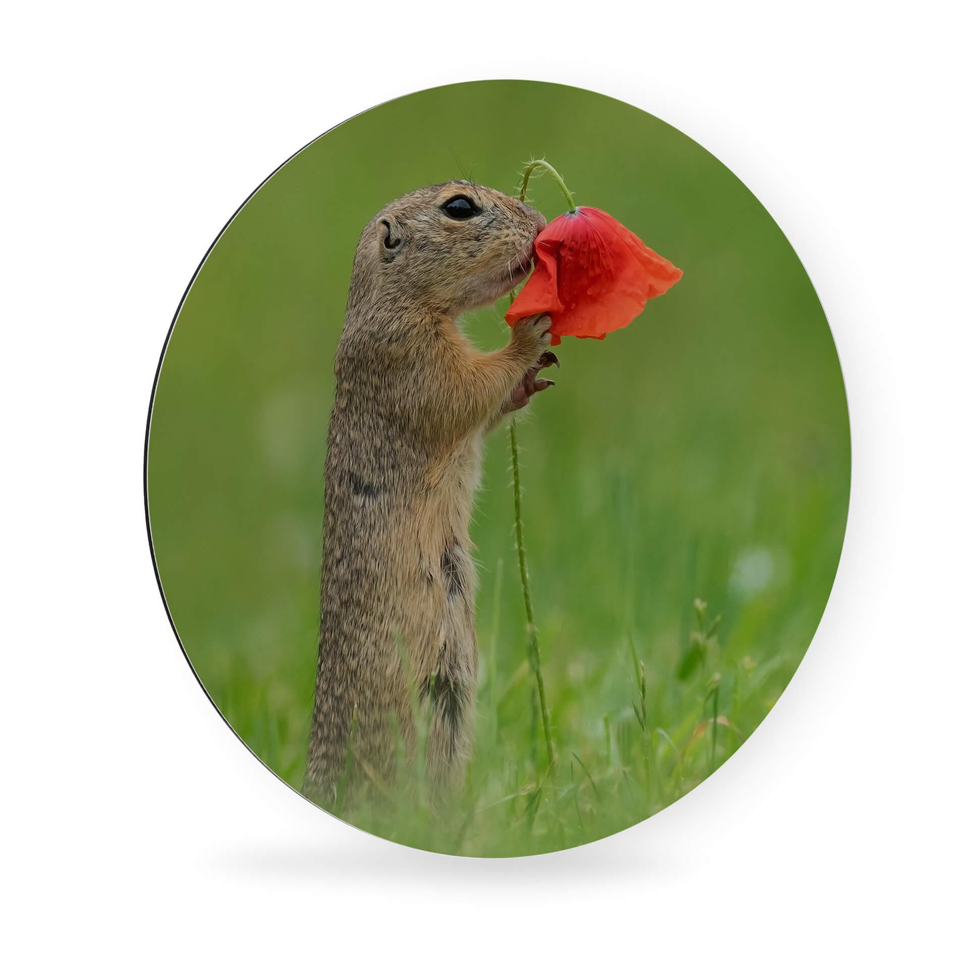 Alu-Dibond van Duijn - Erdhörnchen mit Mohnblume - Rund
