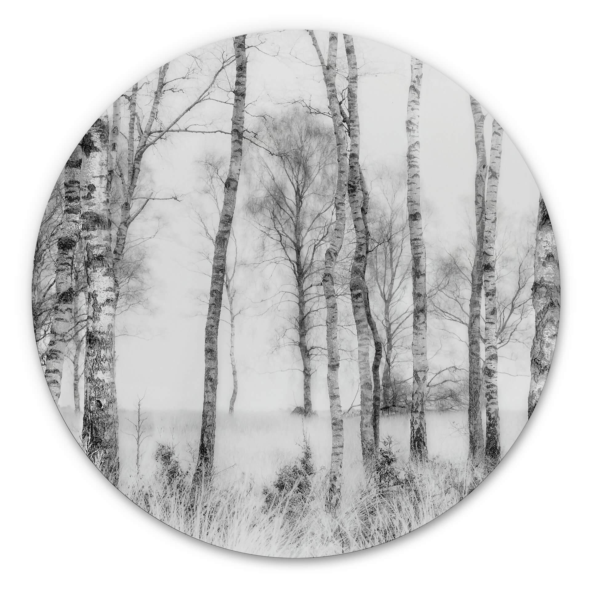 Tableau sur alu-Dibond Talen - Forêt de bouleaux noirs et blancs