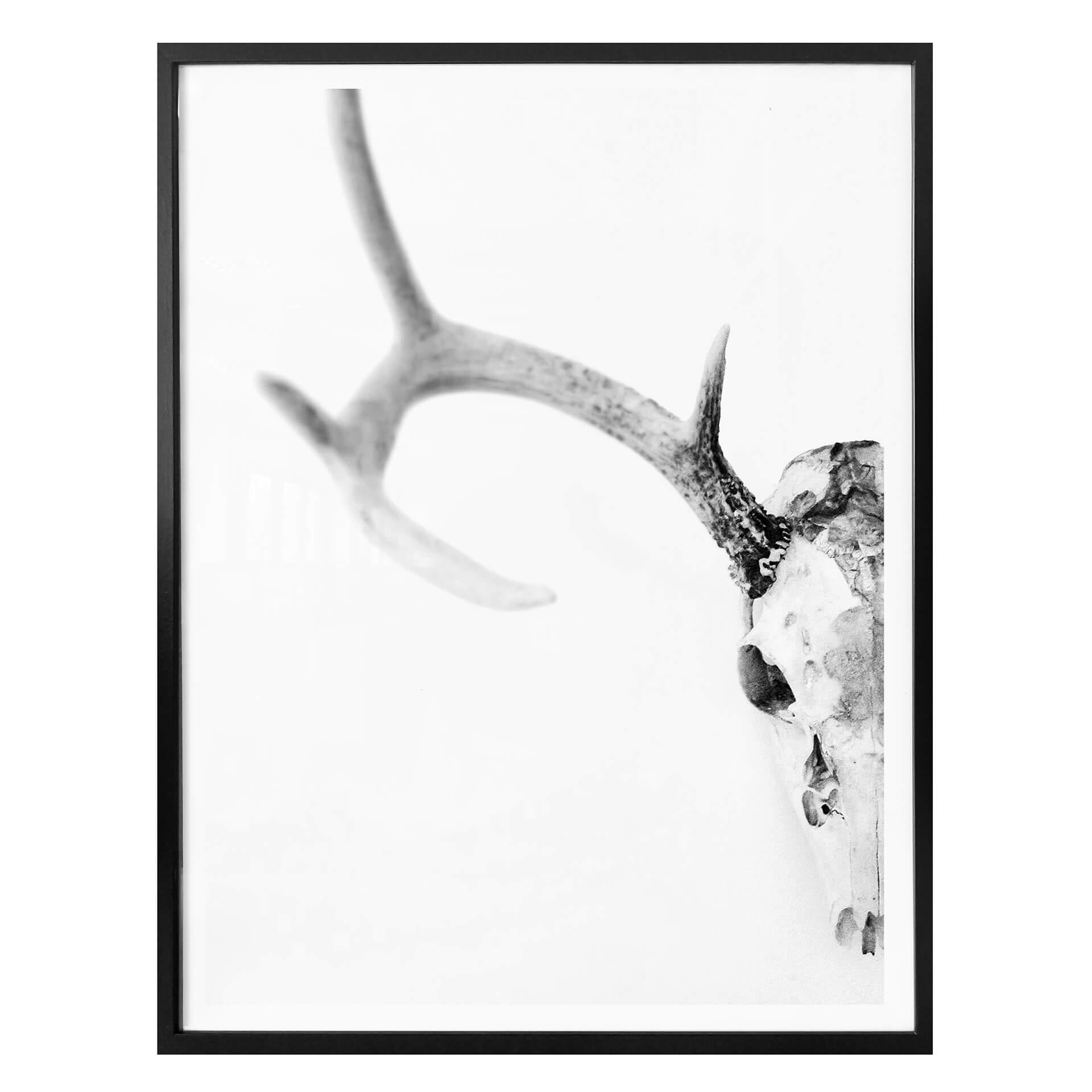 Affiche crâne de cerf