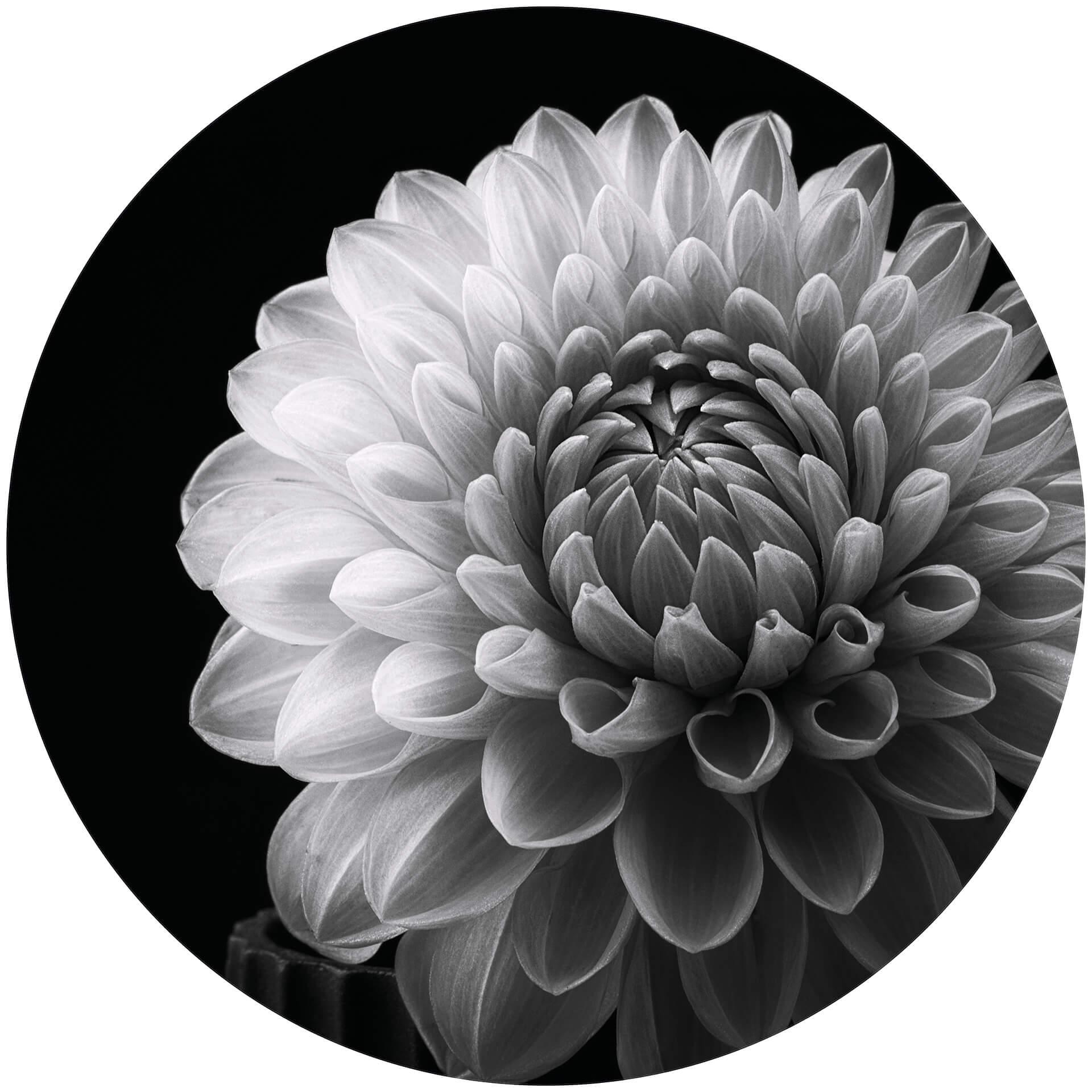 Behangcirkel Grønkjær - Dahlia - vliesbehang/zelfklevend vliesbehang