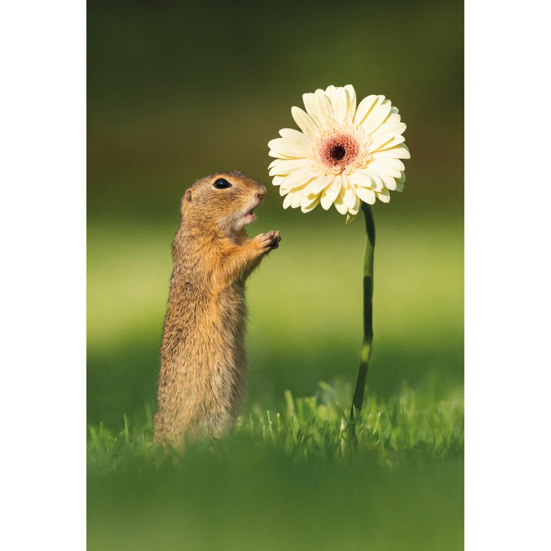 Fotobehang Dick van Duijn - Eekhoorn met Gerbera