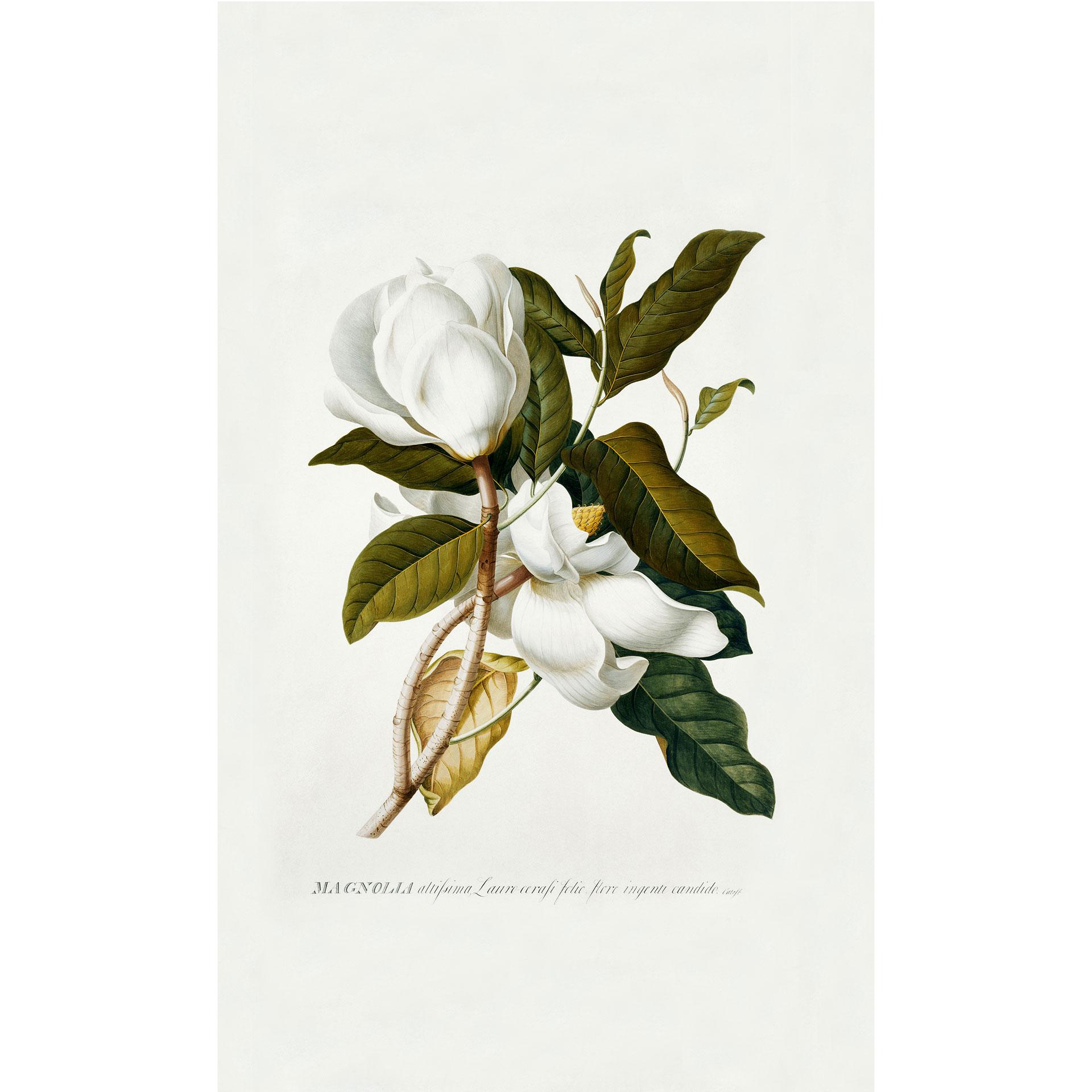 Fototapete Ehret - Magnolie