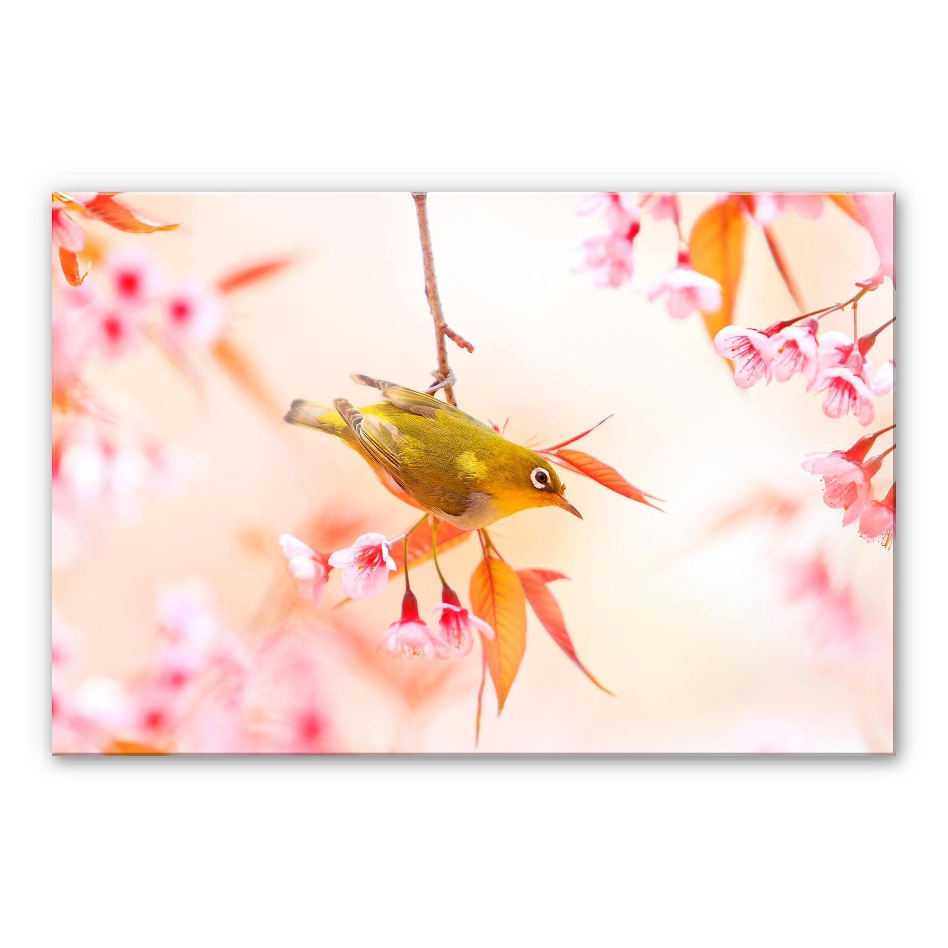 Tableau en verre acrylique - Oiseaux qui pépient dans les fleurs de cerisier