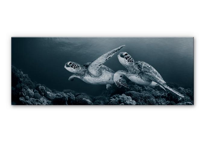 Aluminium Dibond Narchuk - Twee Schildpadden op Reis