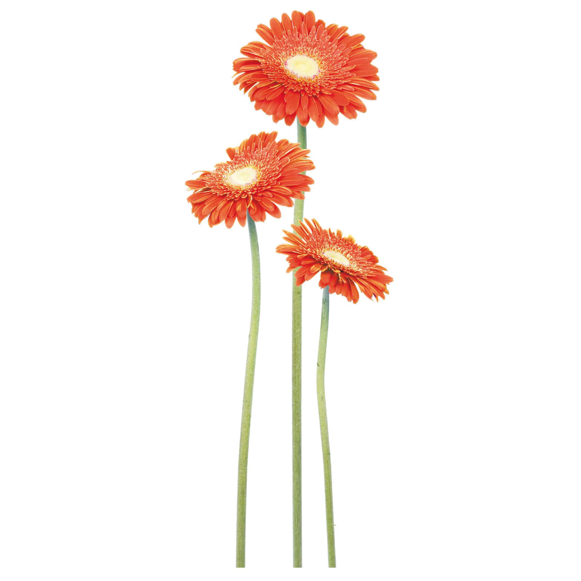 Muursticker Oranje Gerbera\'s