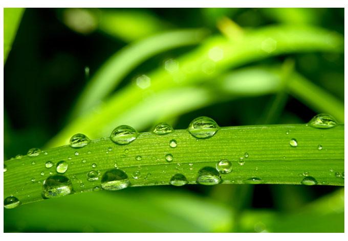 Fensterbild Natur 5