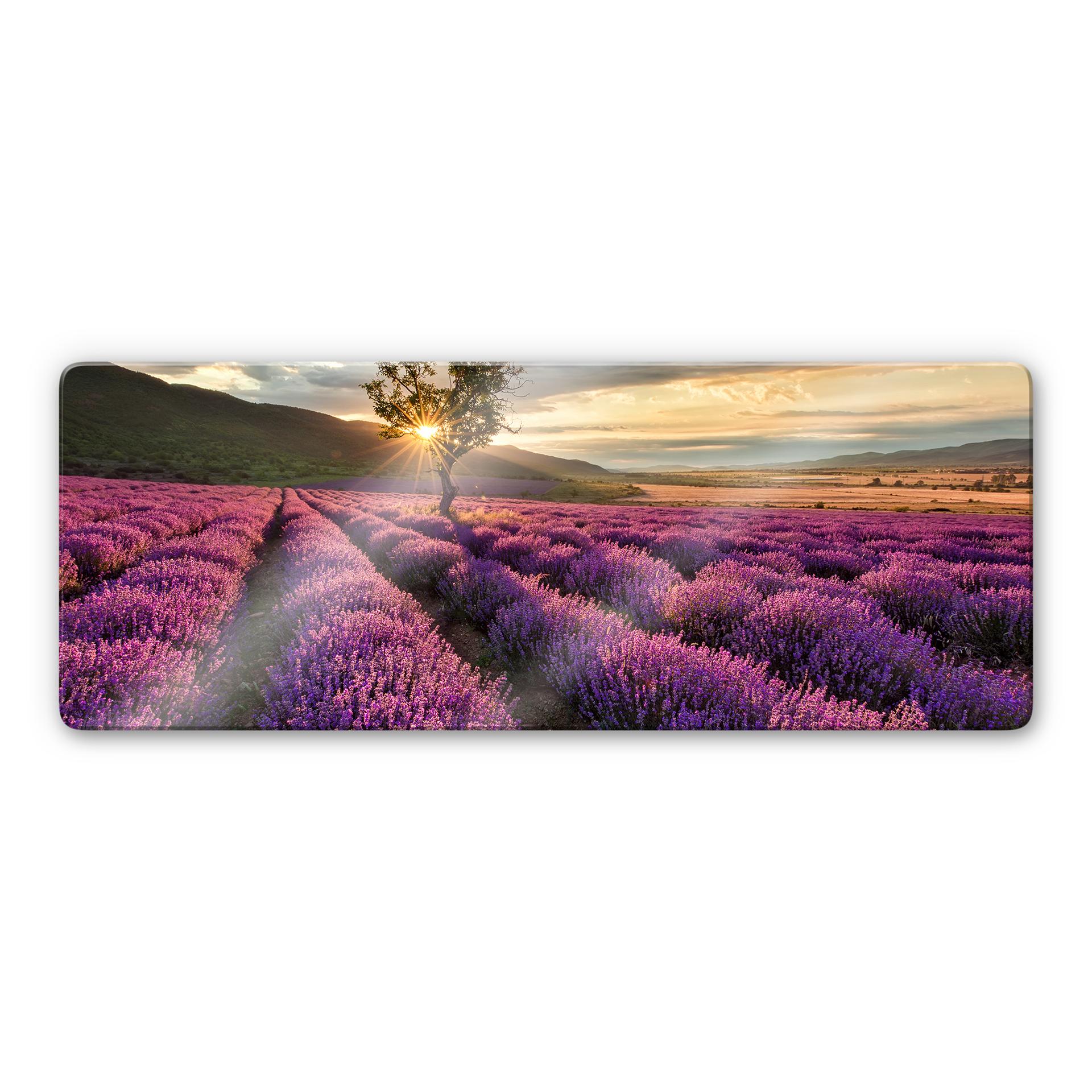 Glasbillede - Lavendel i Provence panorama 1