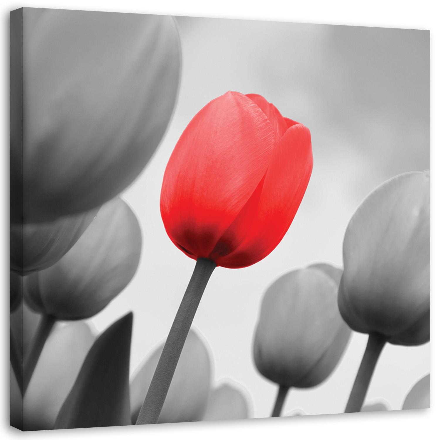 Canvasbillede, Rød tulipan i gråt