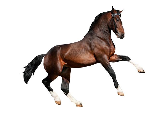 Fensterbild Real acting Horse