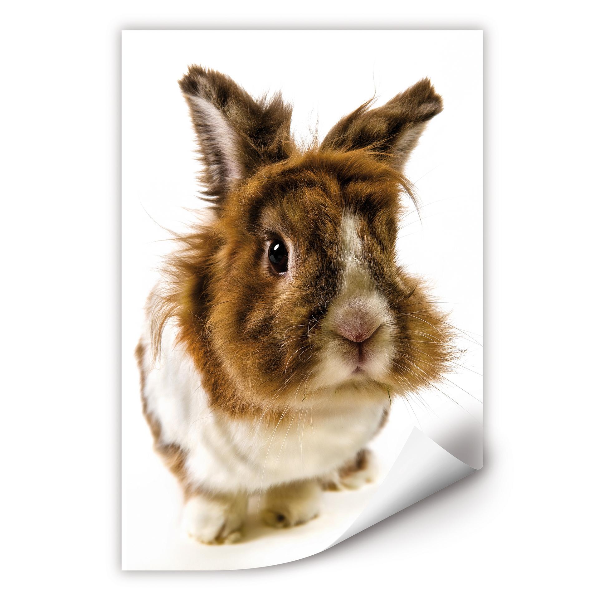 Poster autocollant - W - Lapin