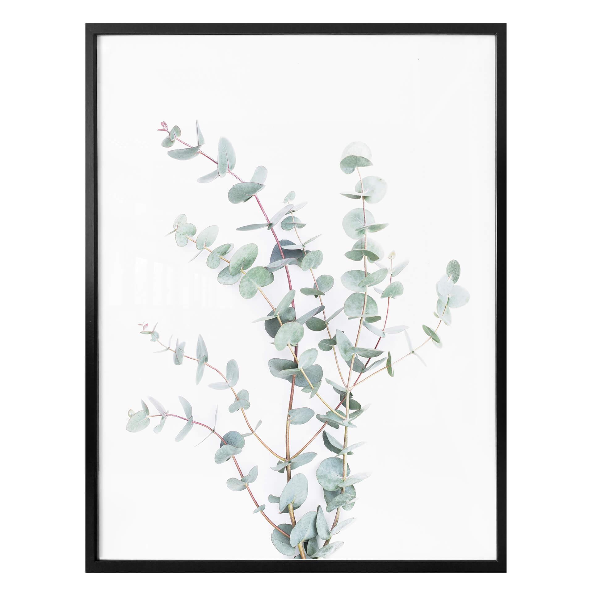 Plakat - Sisi & Seb - Eucalyptusgren