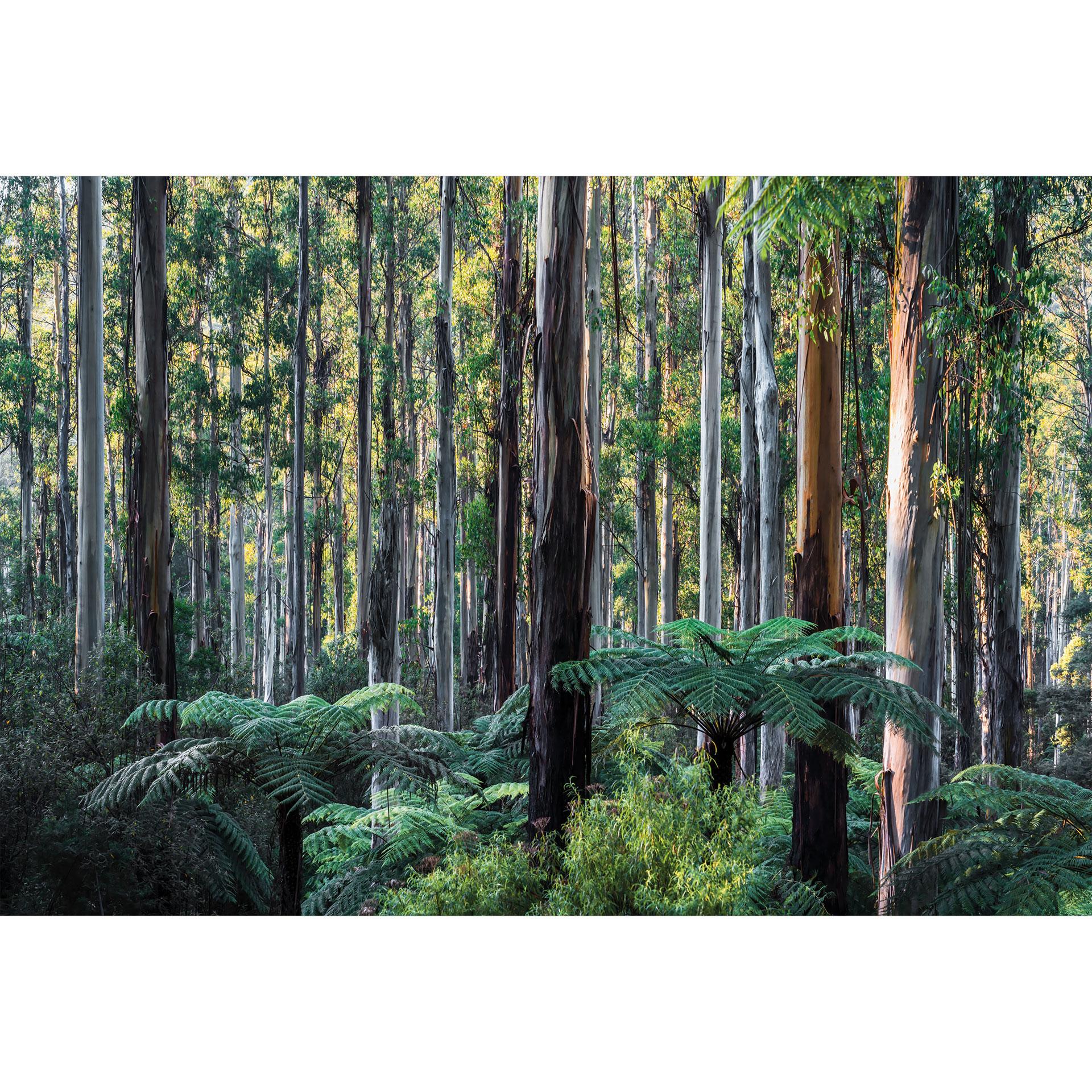 Natuur Fotobehang eucalyptusbos in de Yarra Ranges - Colombo