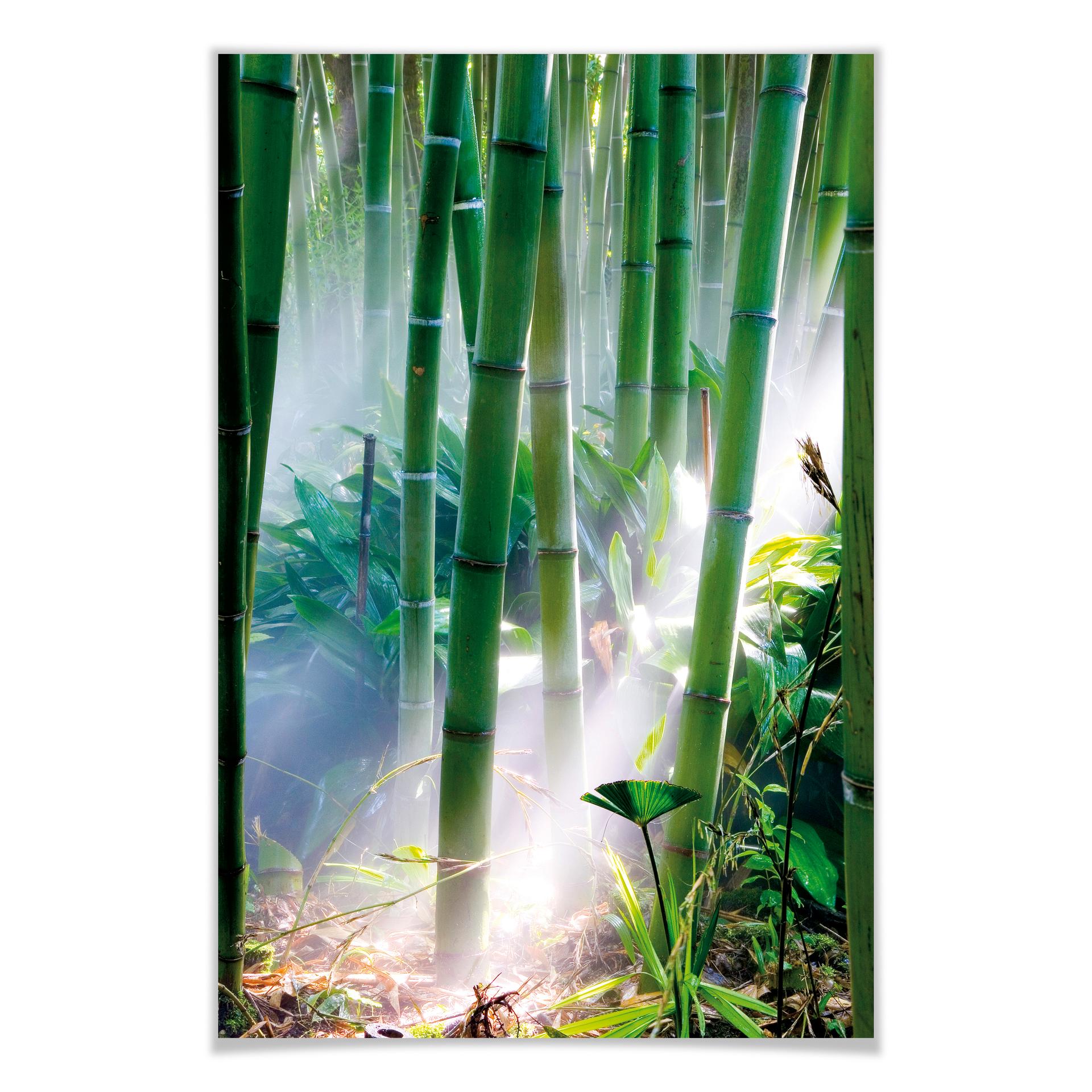 Poster - Bamboo Forest