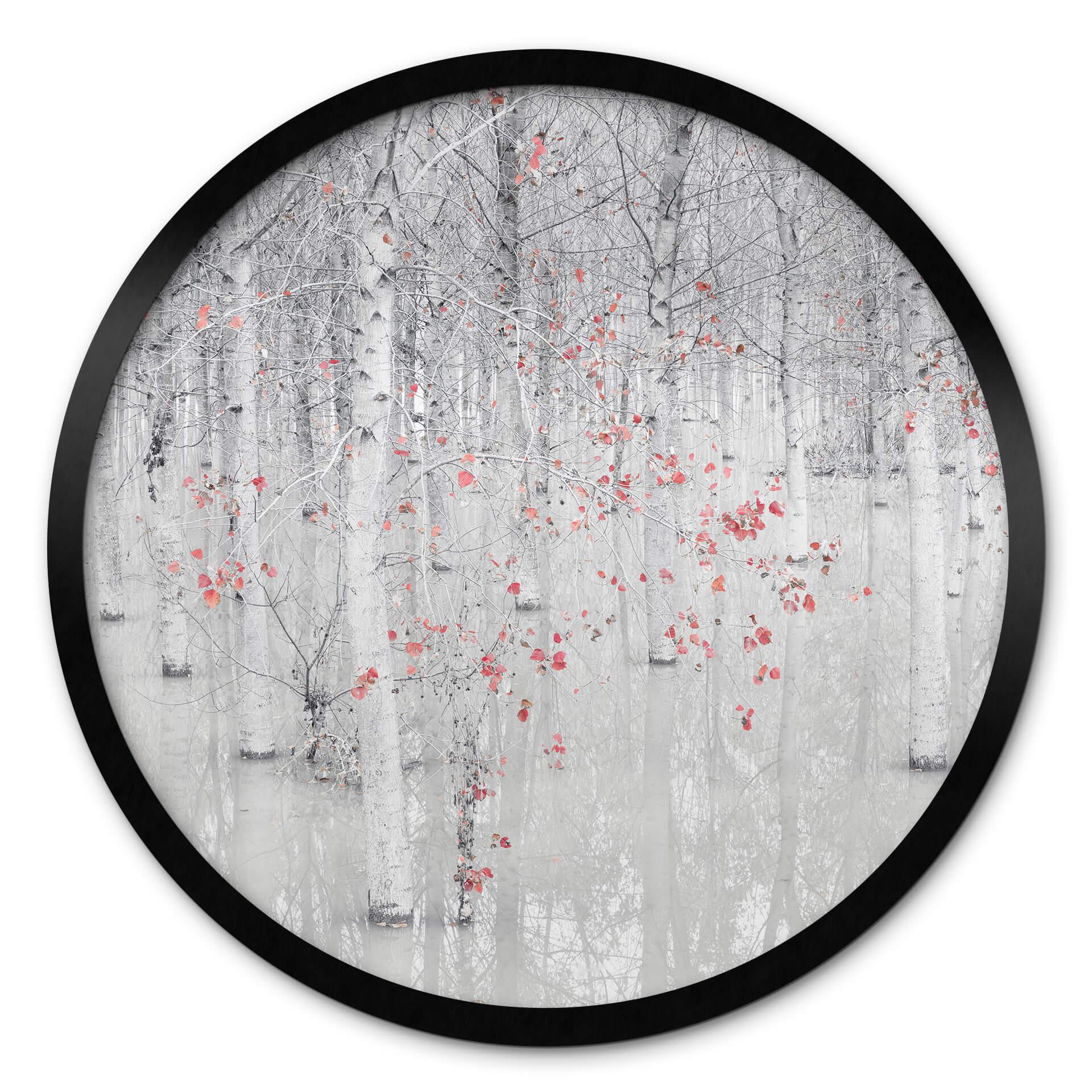 Póster Carozzi - Bosque de abedules blancos con hojas rojas - Redondo