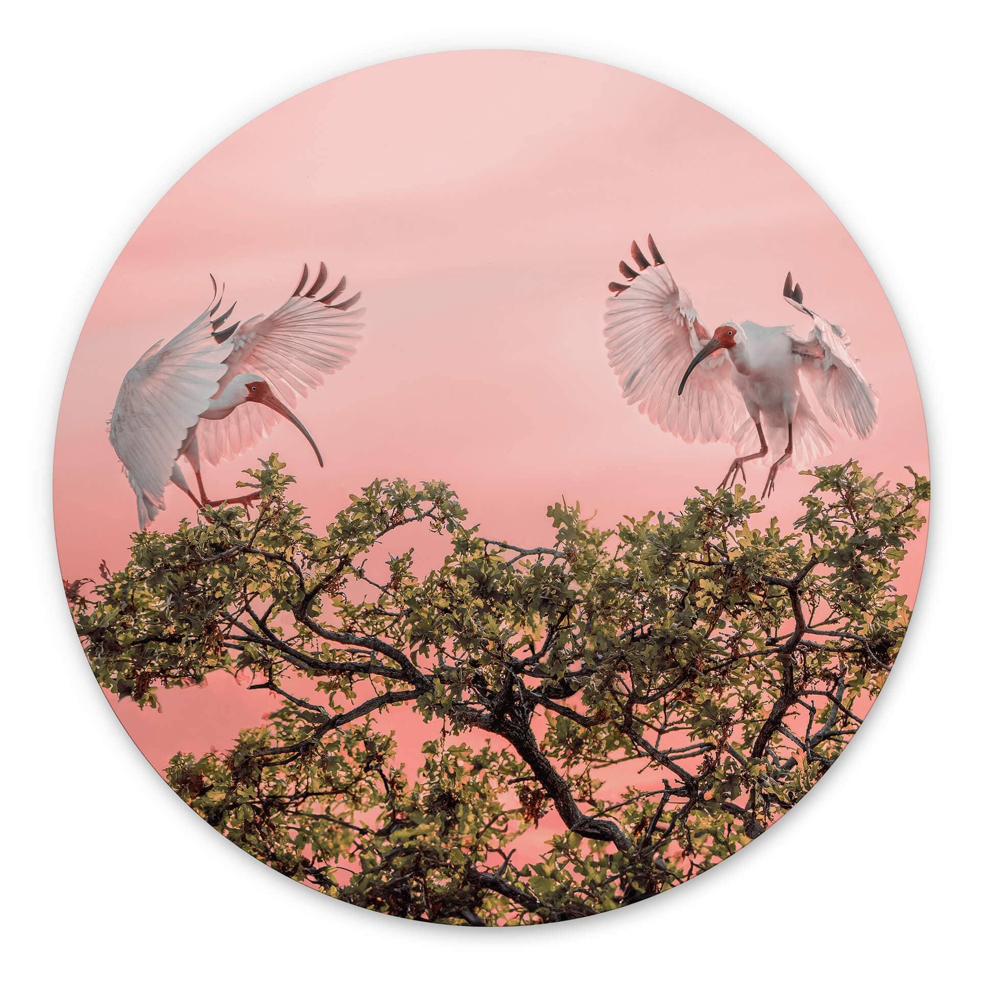 Vægcirkel Zhao - Birds at Sunset – print på aluminium (Alu-Dibond)