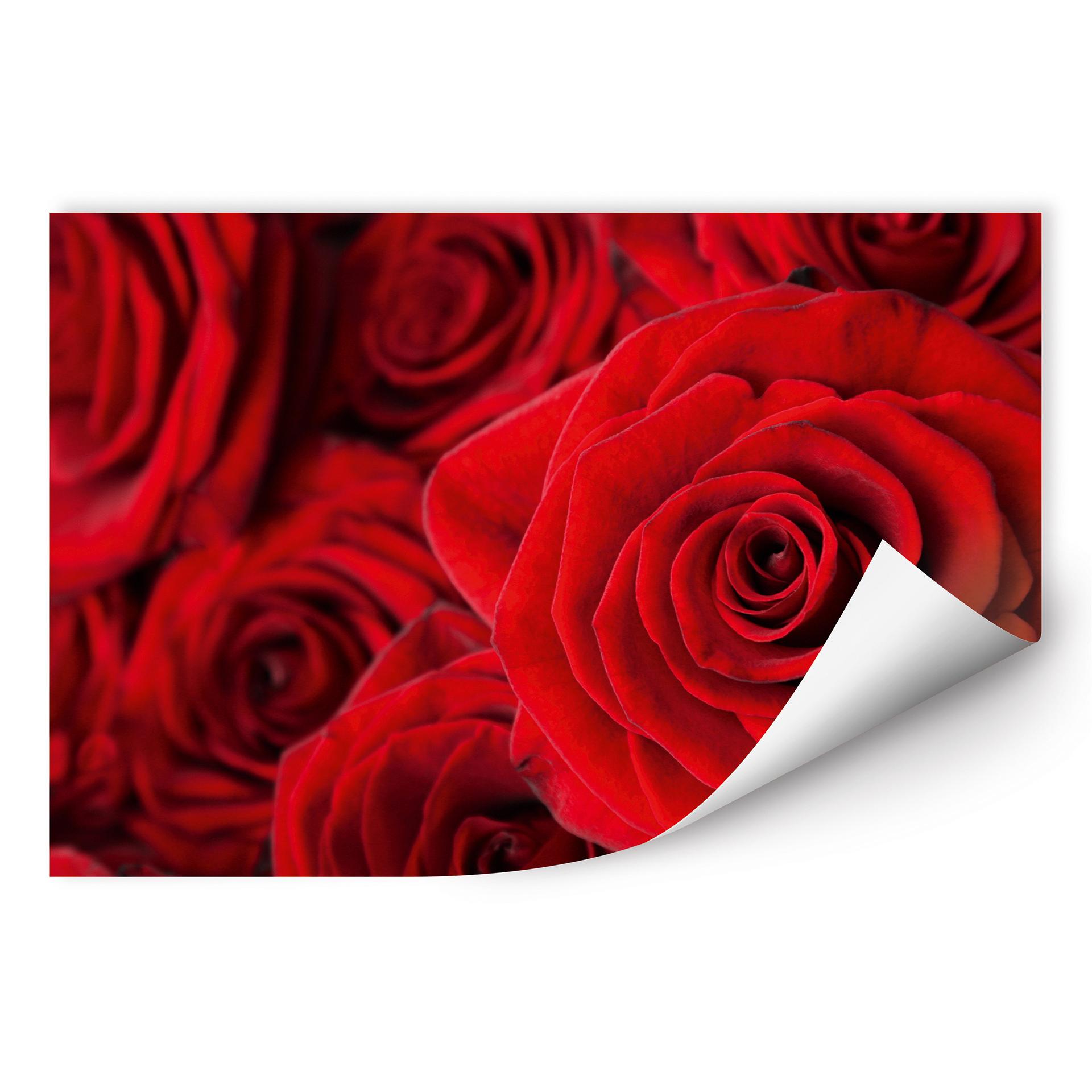 Poster autocollant - W - Rose
