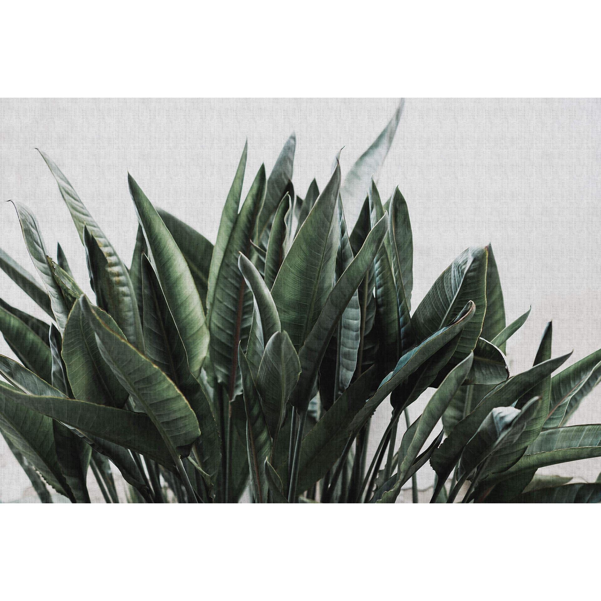 Livingwalls Fotobehang Walls by Patel 2 urban jungle 2