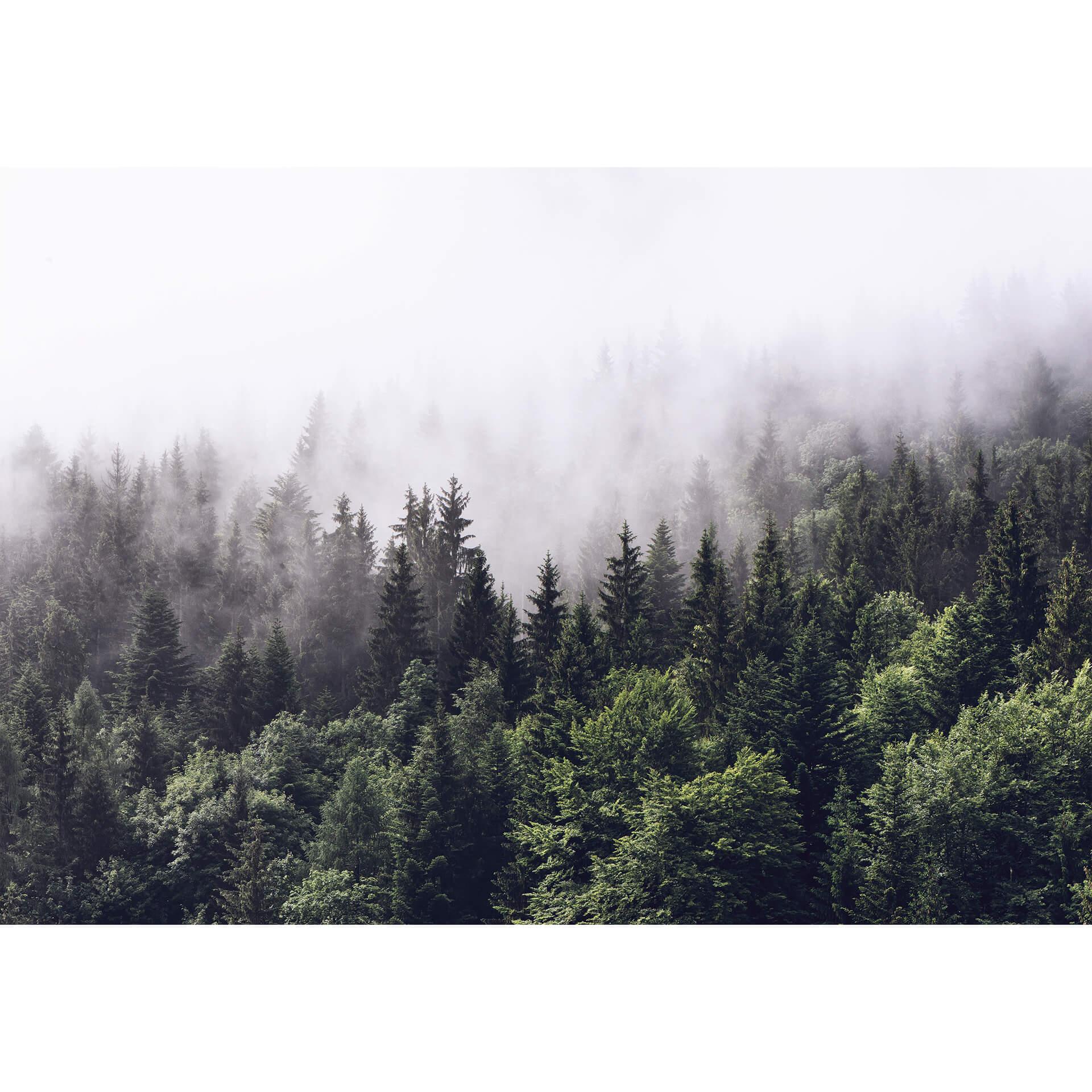 Fotobehang Papierbehang Mistig Bos - 366x254 cm