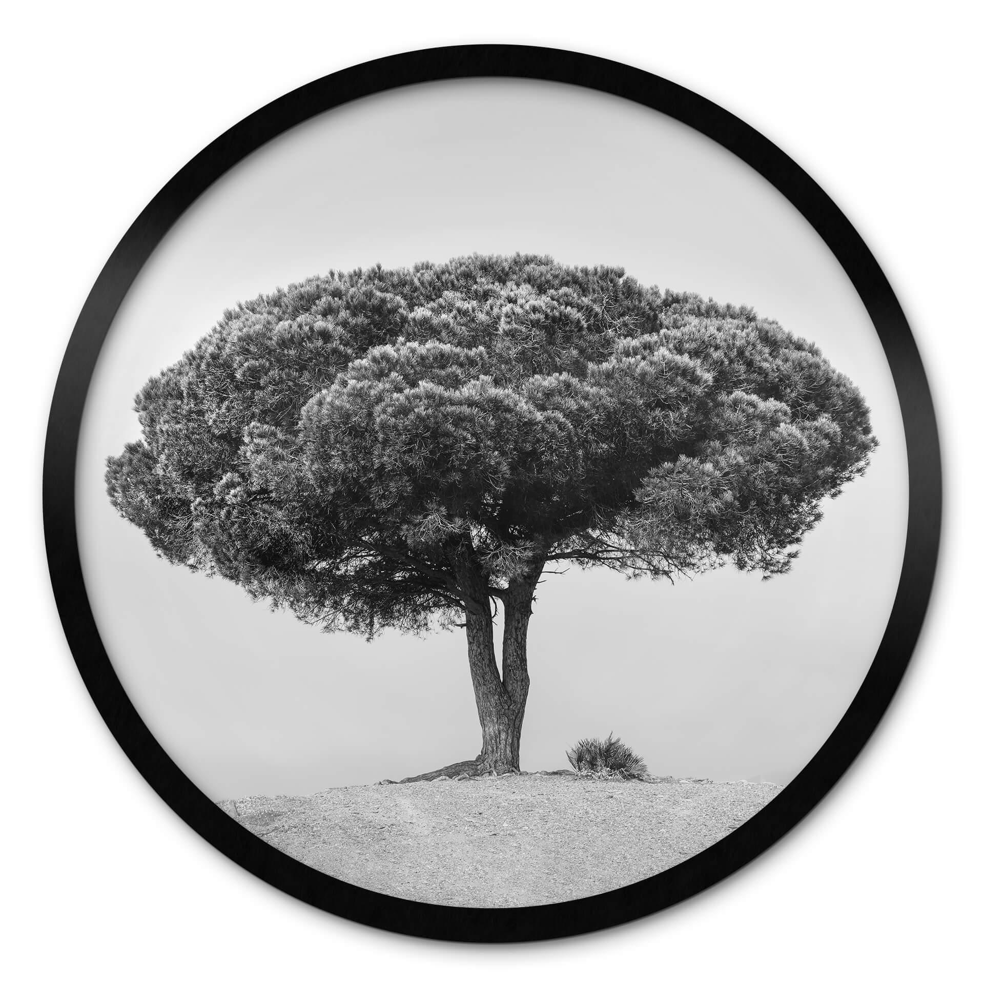 Póster Martin - Árbol en blanco y negro - Redondo