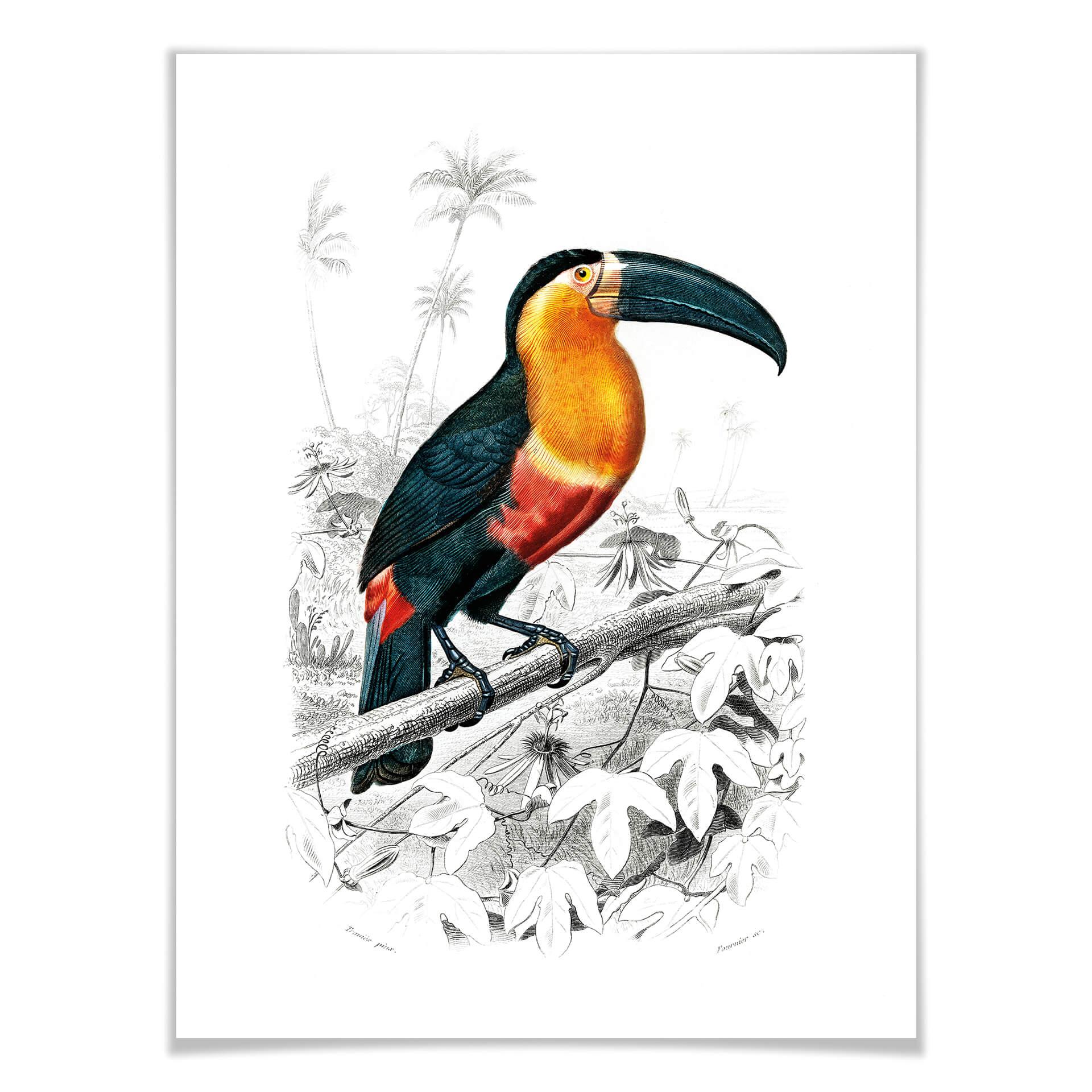 Póster del tucán
