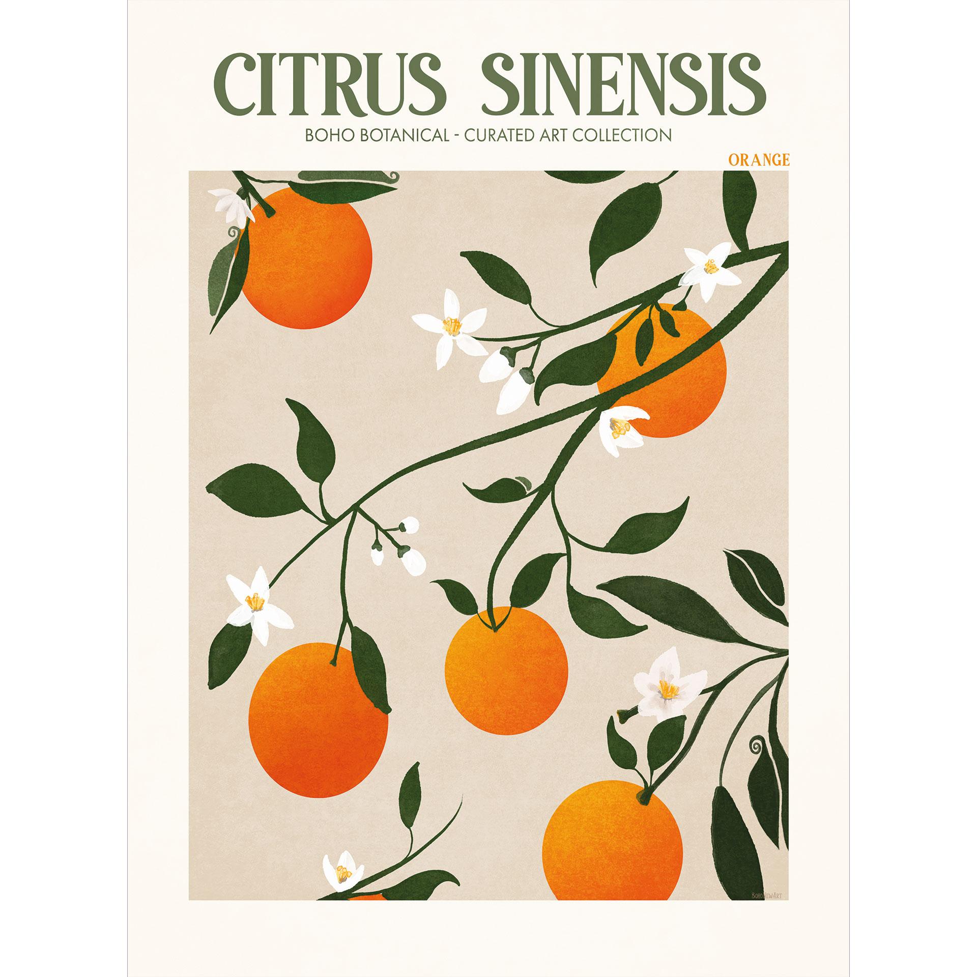 Fotobehang Boho sinaasappelboom - Citrus Sinensis - Tunaboylu