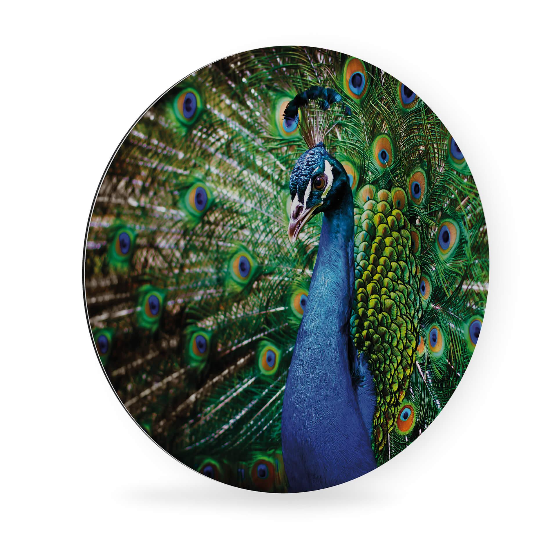 Alu-Dibond - Beautiful Peacock - Rund