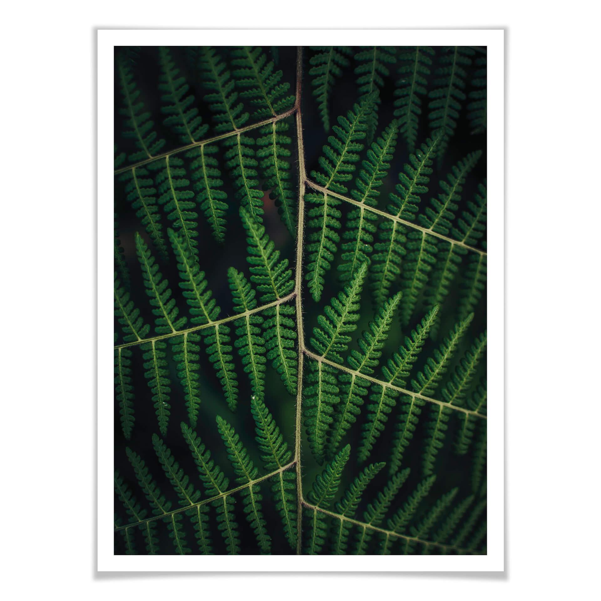 Plakat - Botanical 03