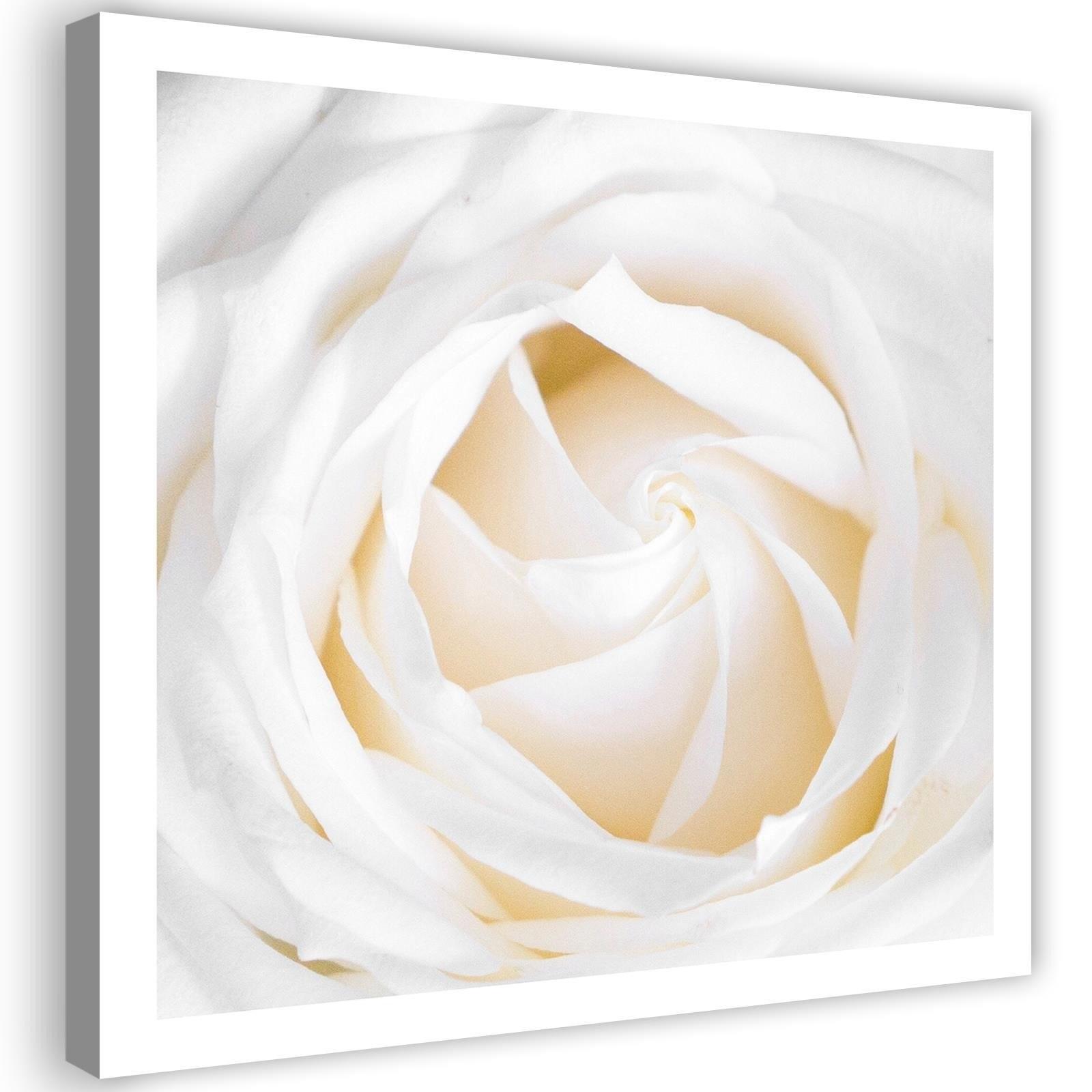 Canvasbillede, Delikat rose