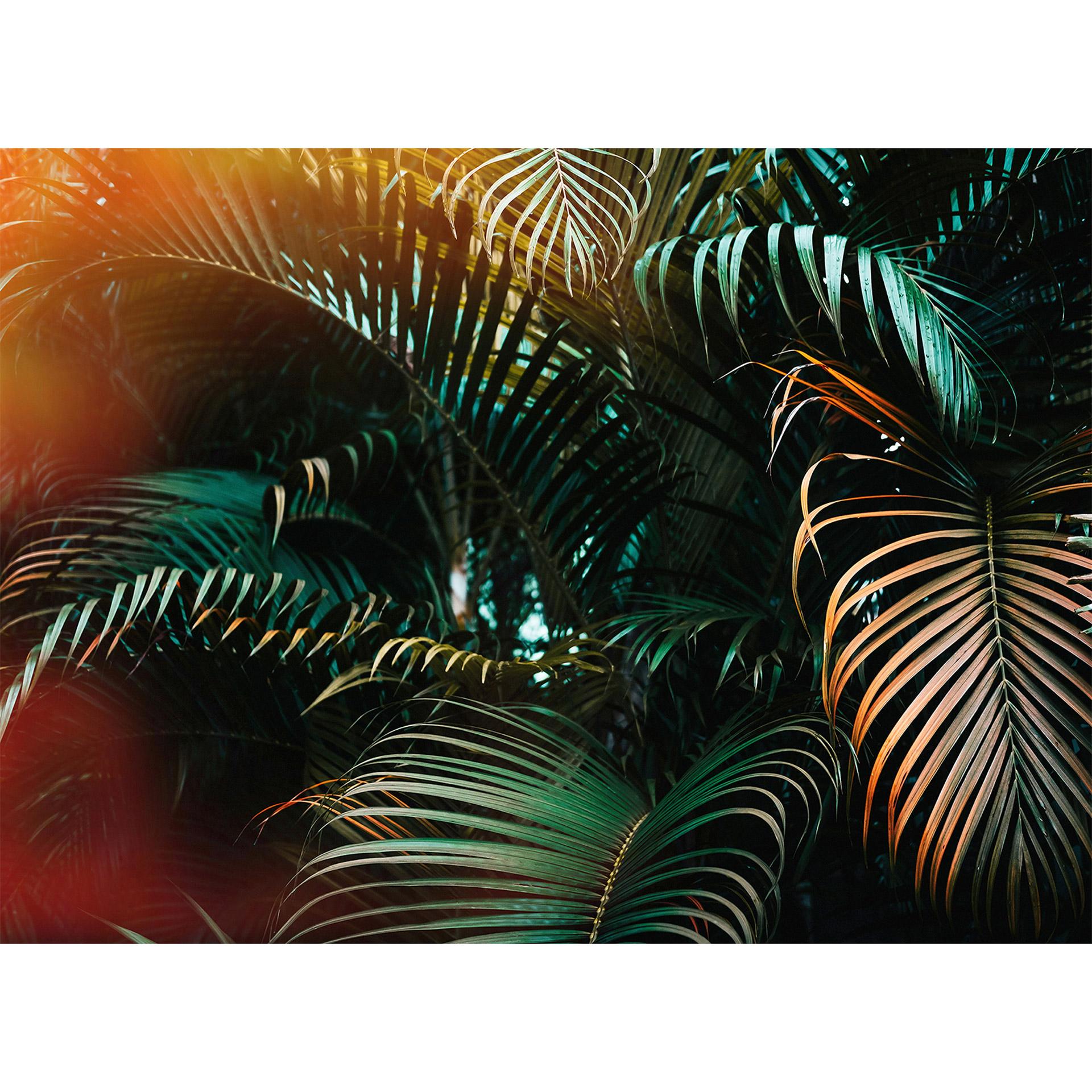 Livingwalls Fotobehang Designwalls Jungle