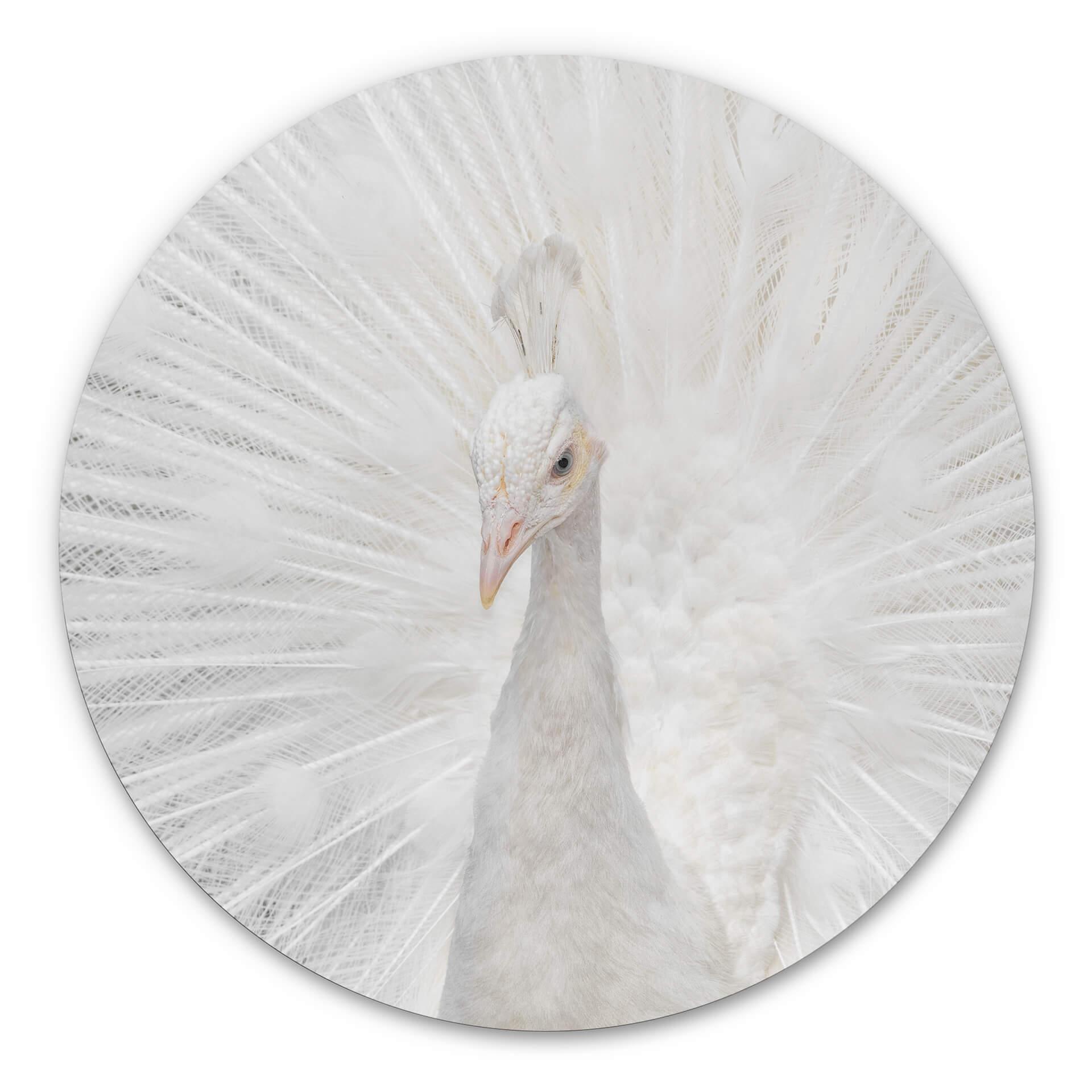 Tableau sur alu-Dibond Fegari - Paon blanc - Rond