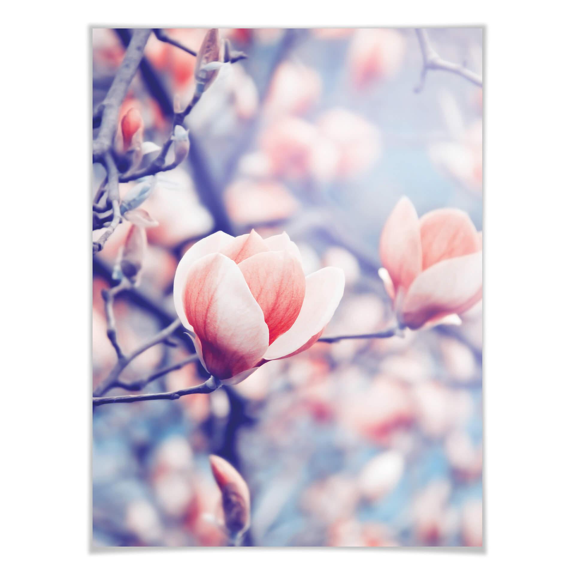 Poster Magnoliaknop
