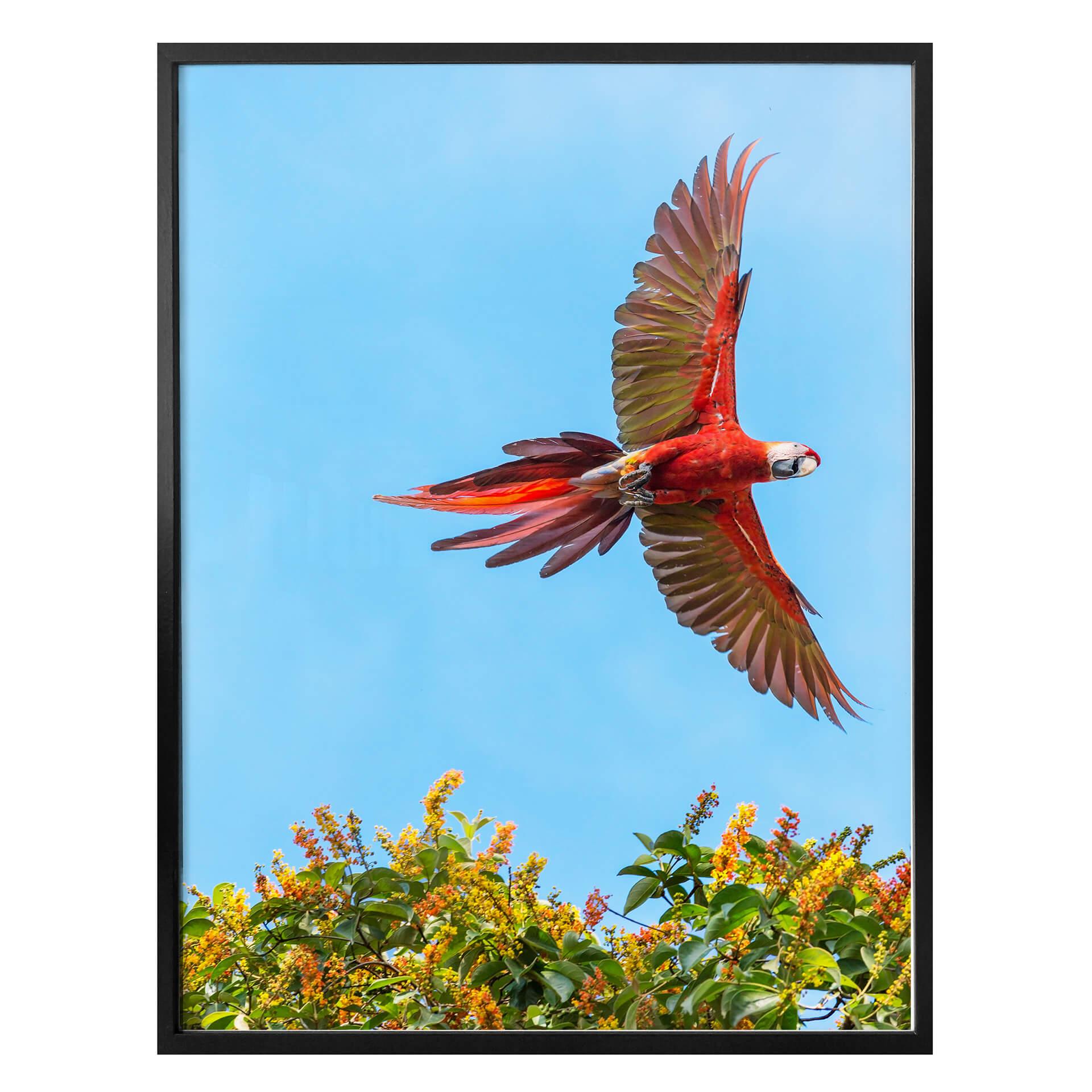 Póster Colombo - Loro en vuelo