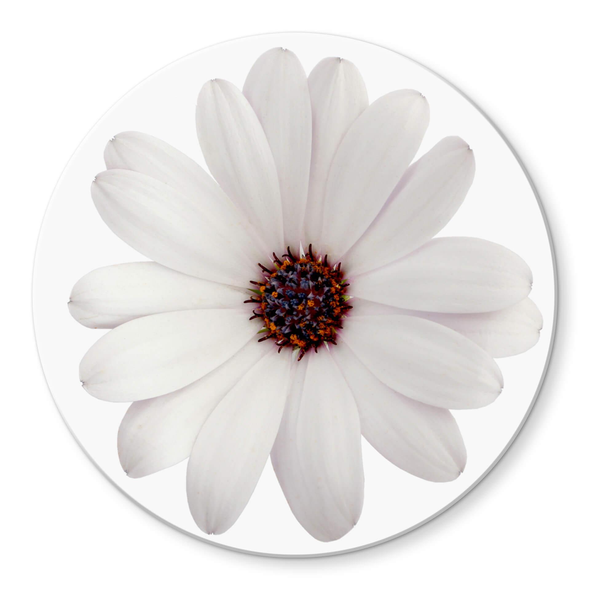 Glasschilderij Gerbera Wit - rond