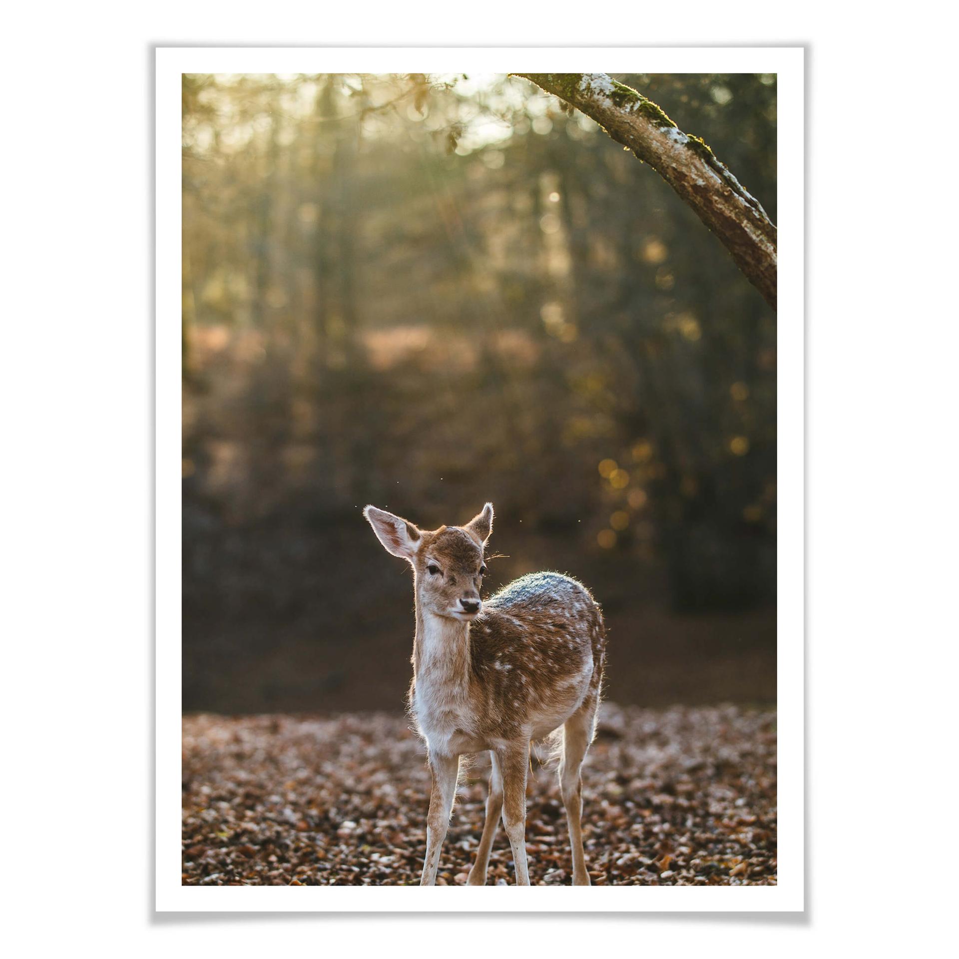 Póster Fawn