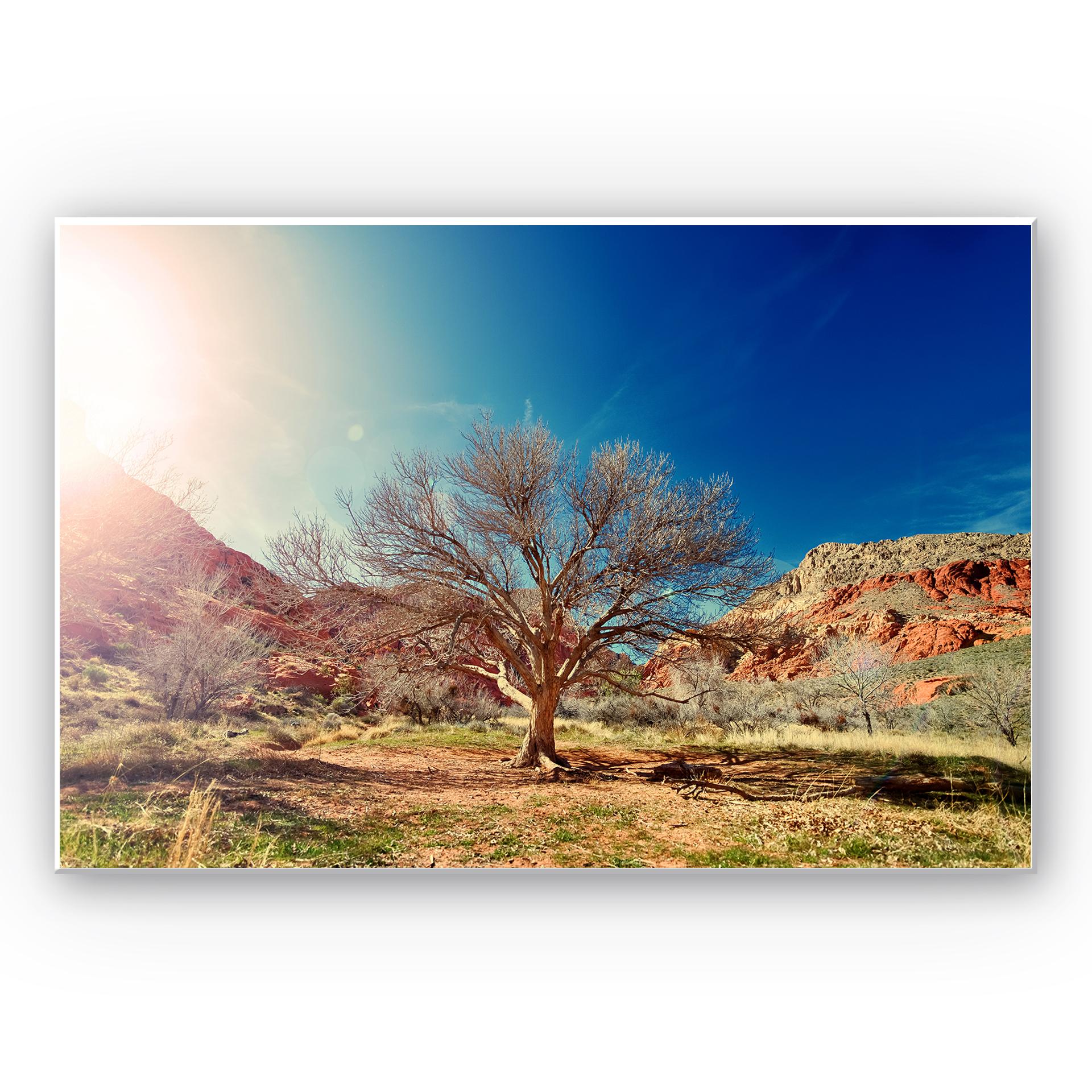 Tableau Forex - Arbre désertique