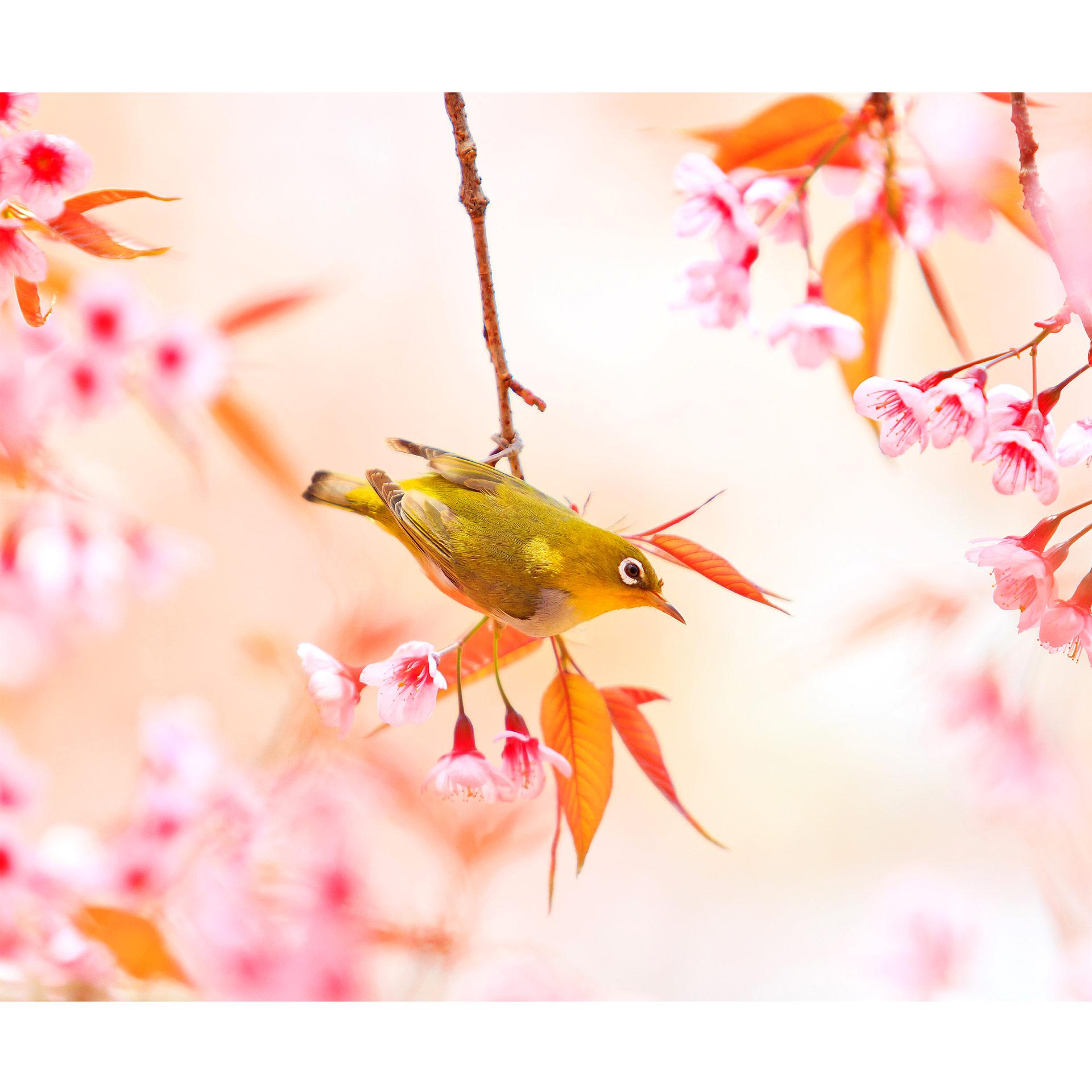 Fotobehang Vogelgetsjilp in de Bloesem