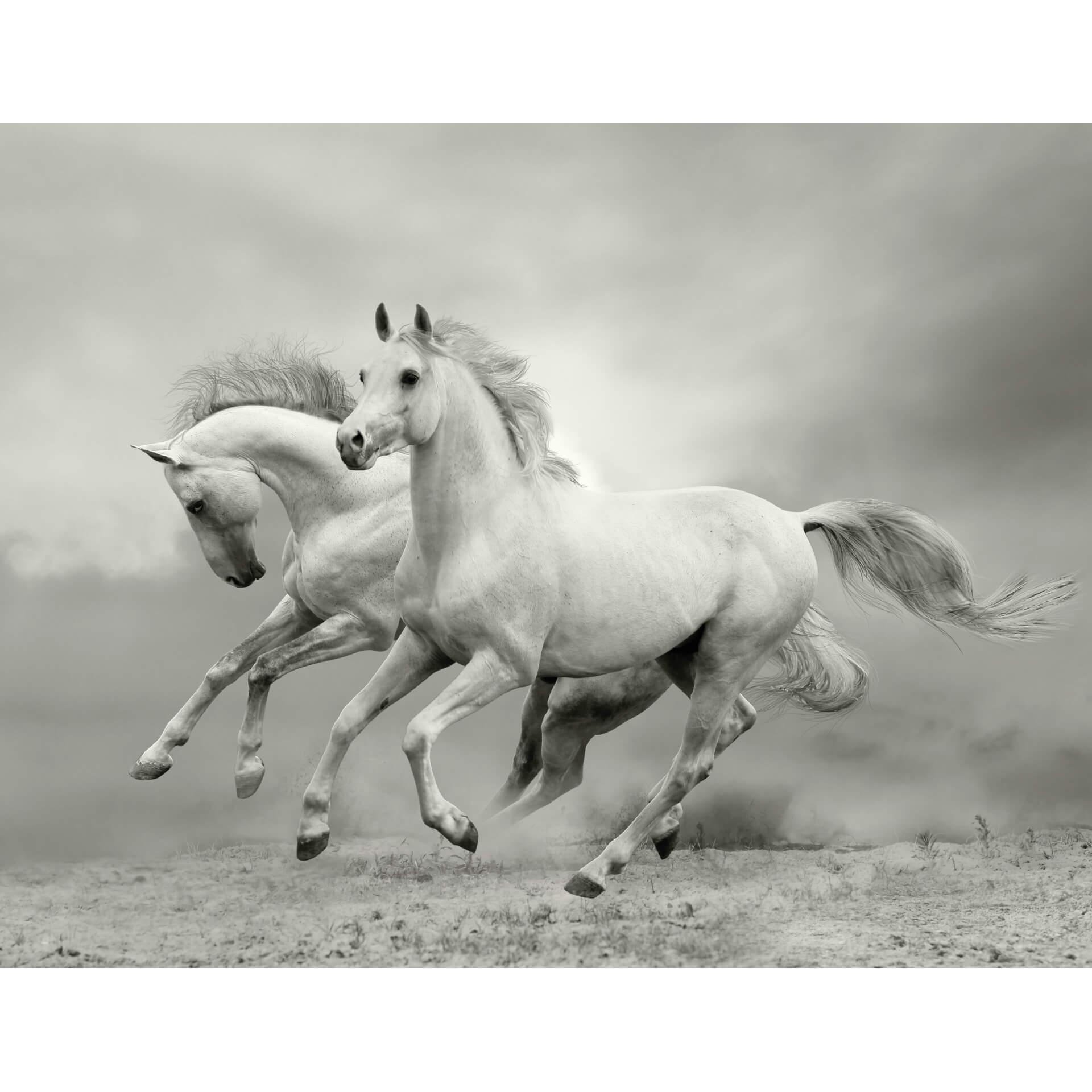Fotobehang Paarden in Galop