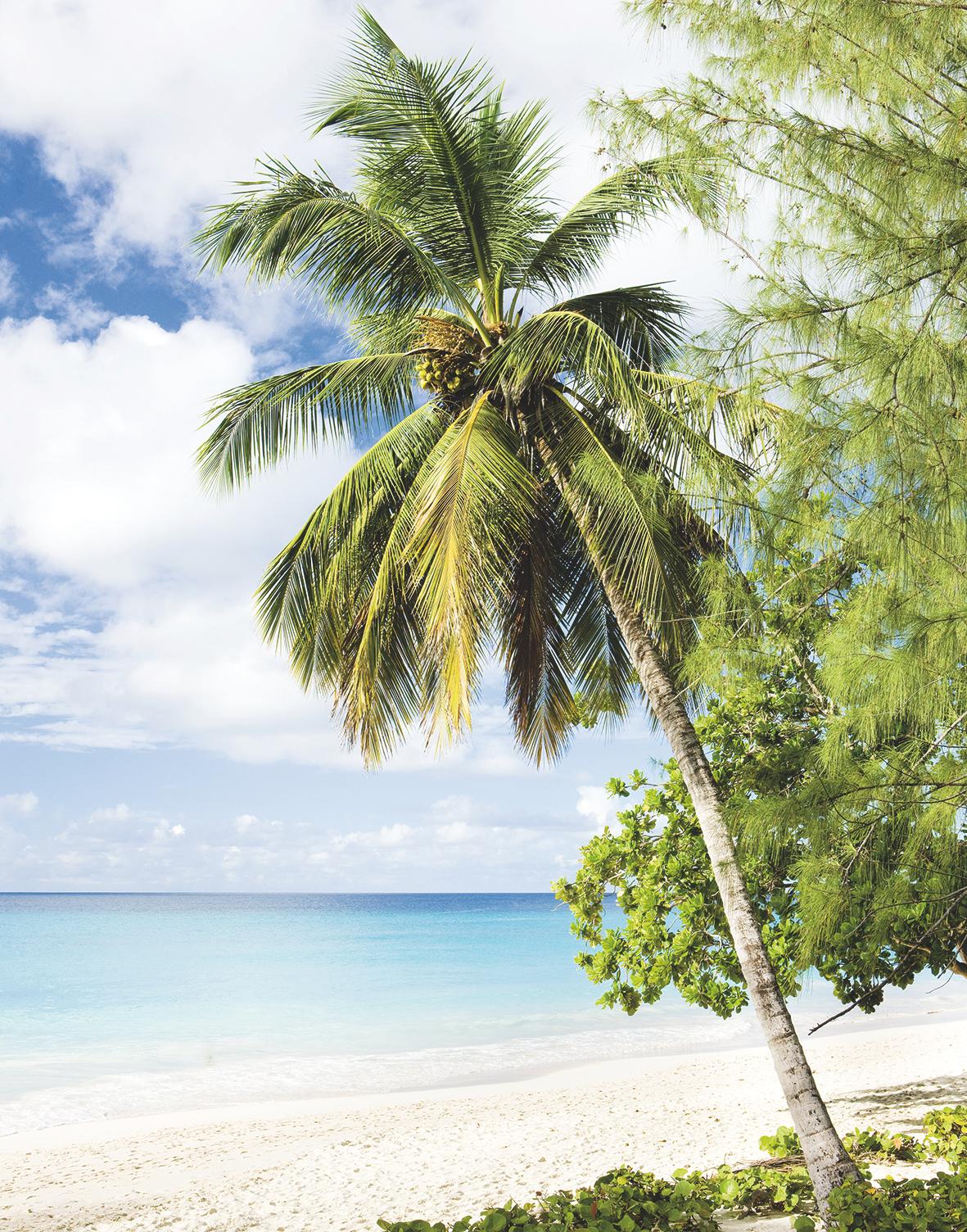Fototapete mit Palme am Strand Grün, Blau ,Floral 2,70 x 2,12 m